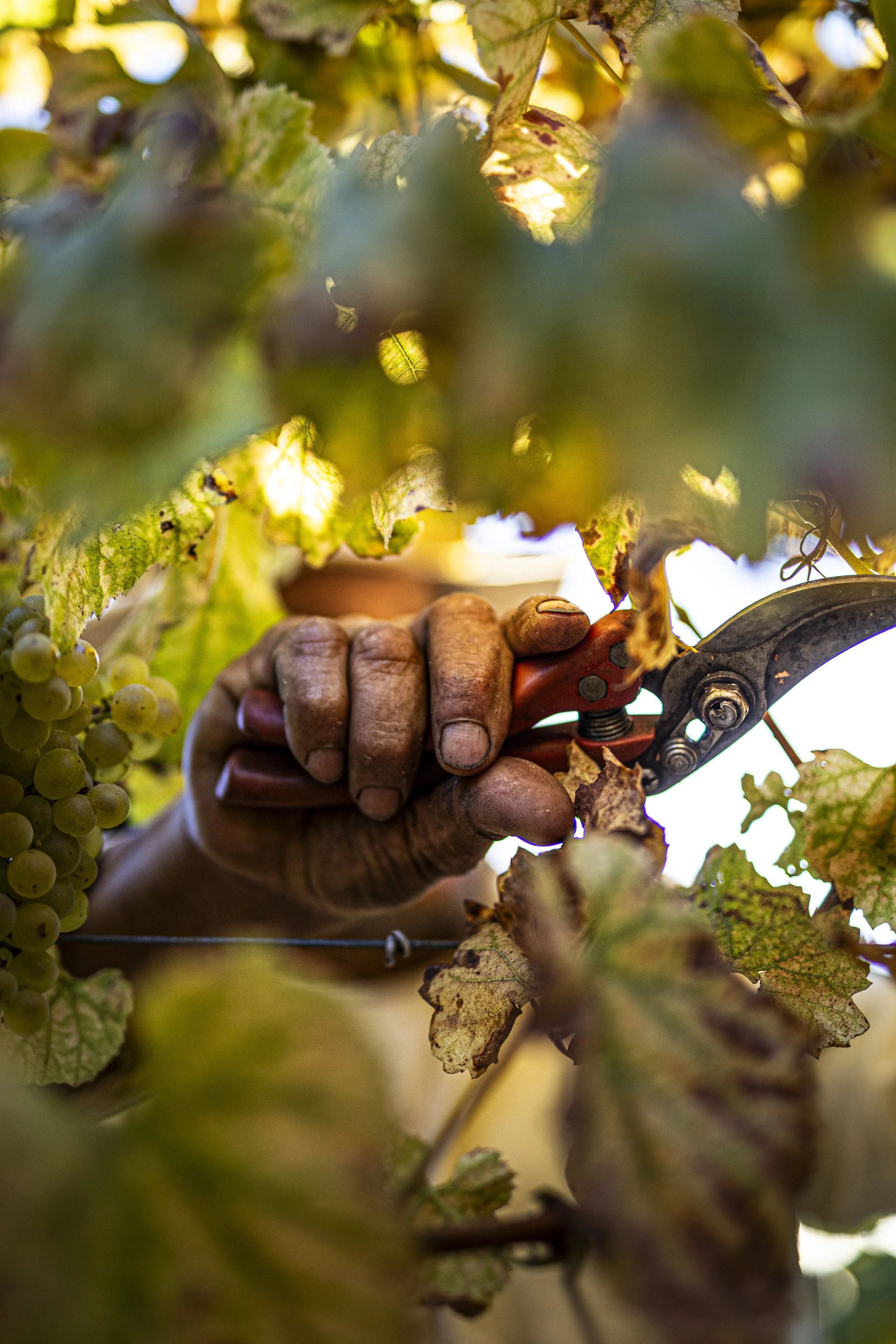 DQP_Legacy Collection_2025_0082.jpg