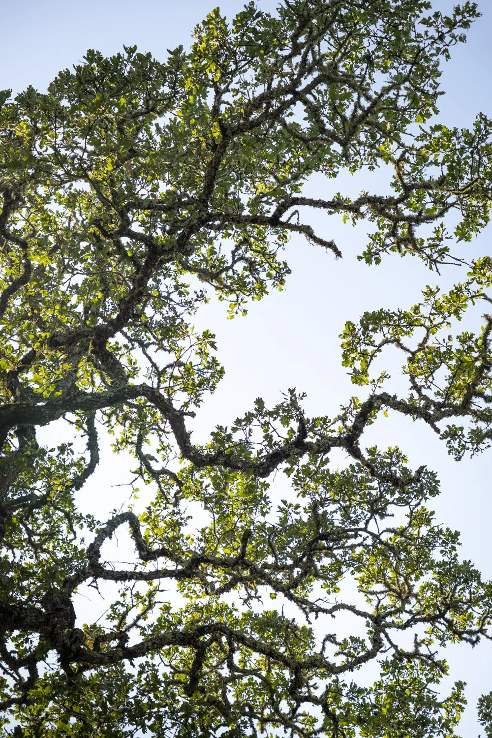 Oak Trees Overhead