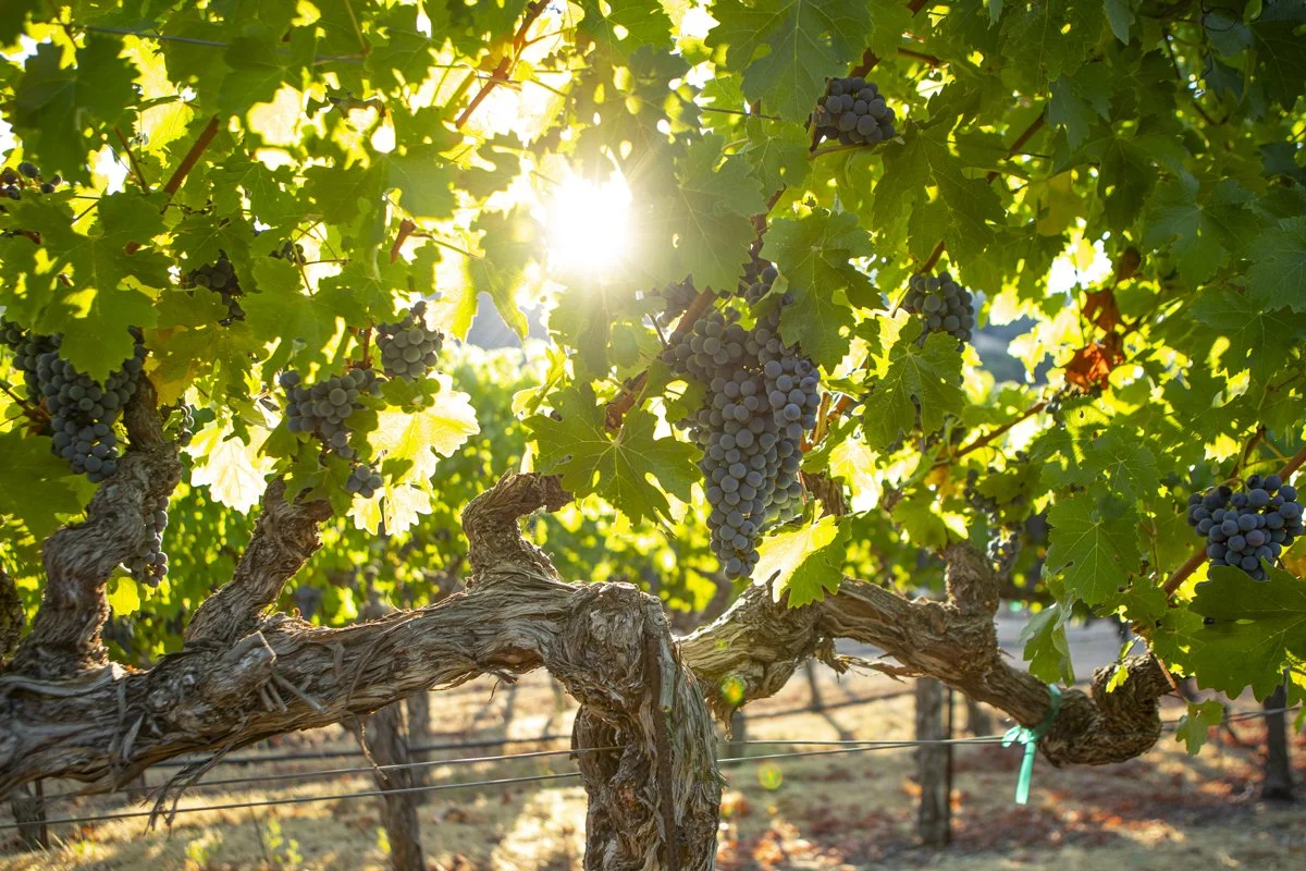 DQP_Legacy Collection_2025_0080.jpg