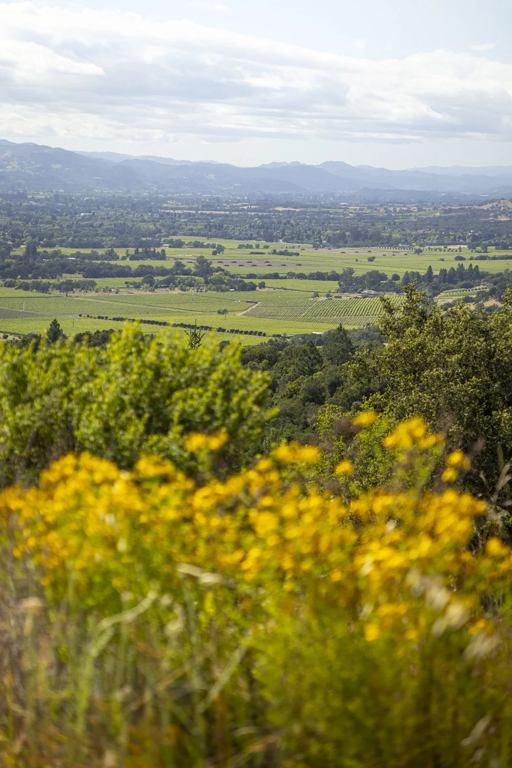 Russian River Valley from Shiloh