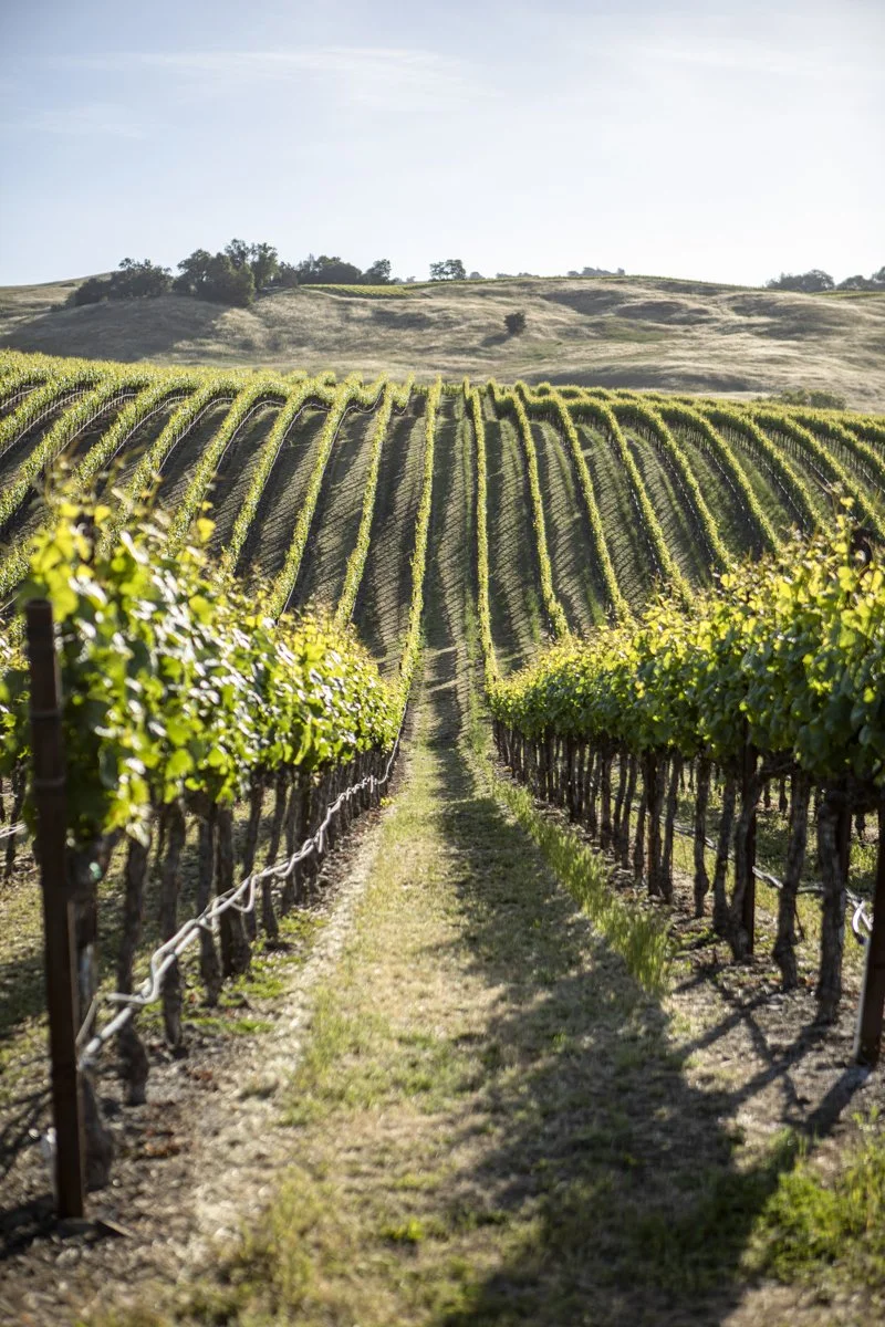 DQP_Legacy Collection_2025_0070.jpg