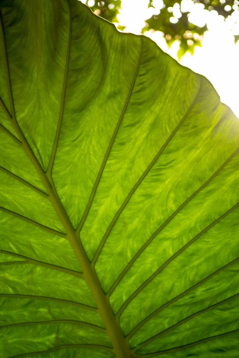 PINE_DQ_DCV_Fall 2025_0001.jpg