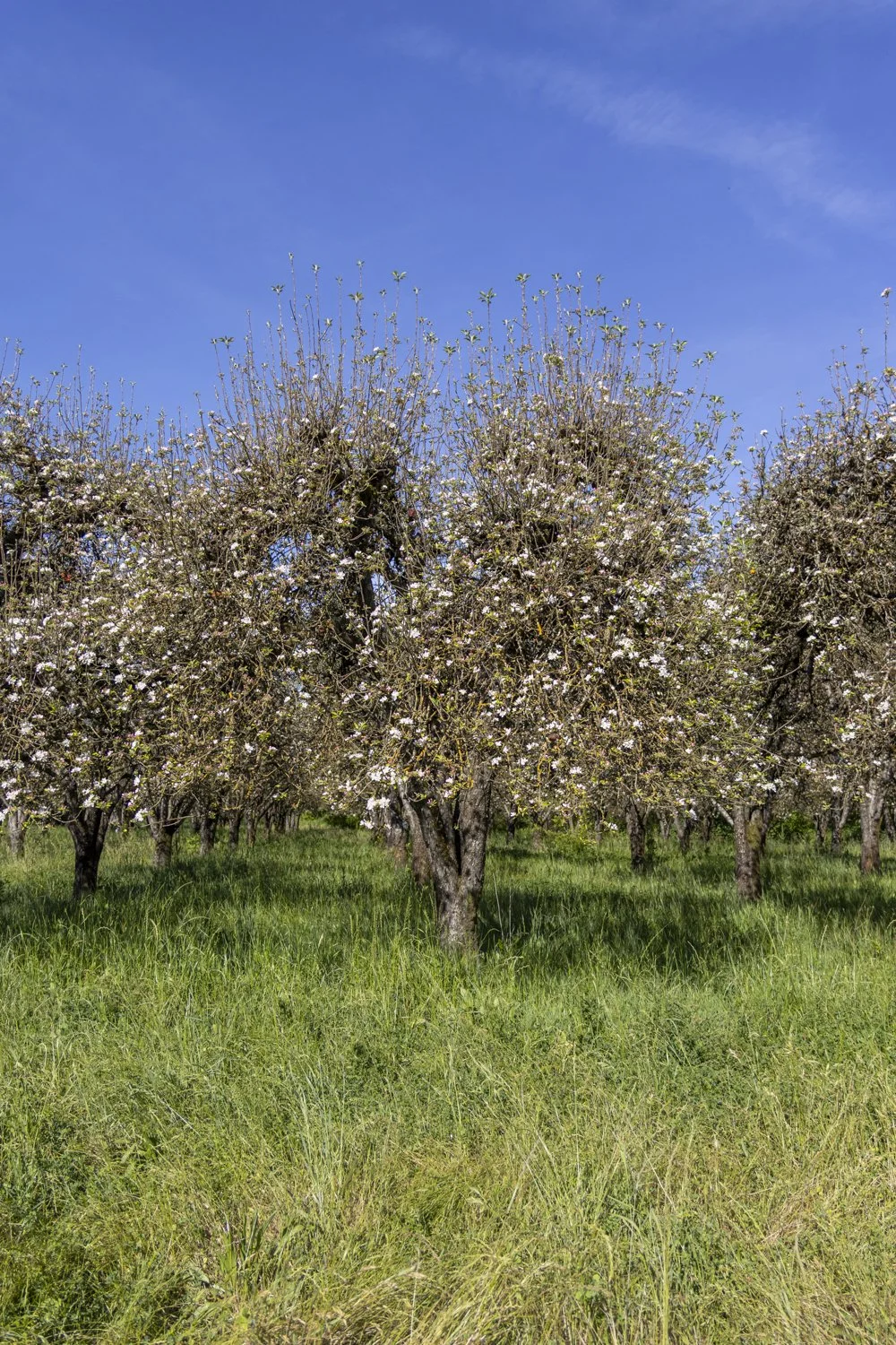 Apple Blossom 2