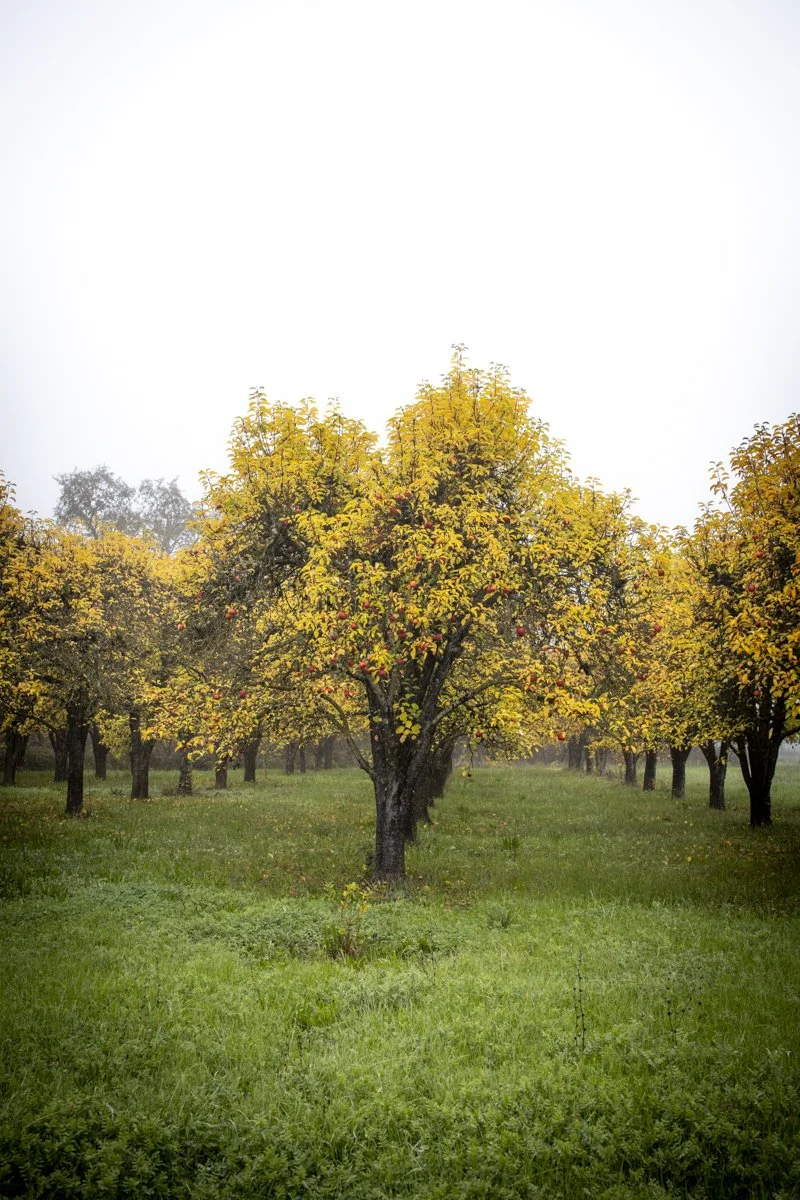 PINE_Oak Trees_40231-2.jpg