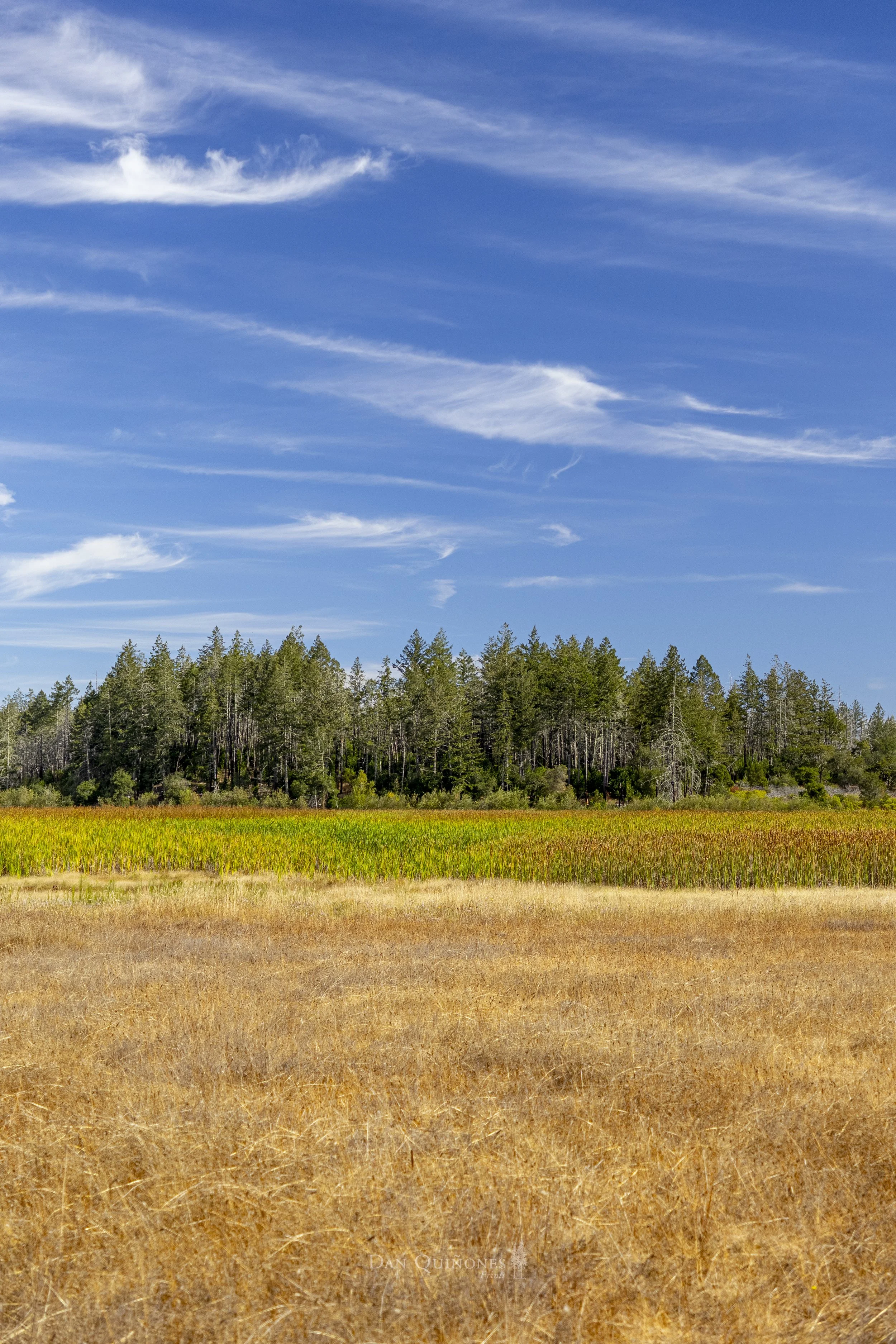 Ledson Marsh