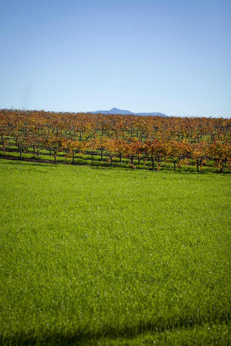 PINE_DQ_DCV_Fall 2025_0002.jpg