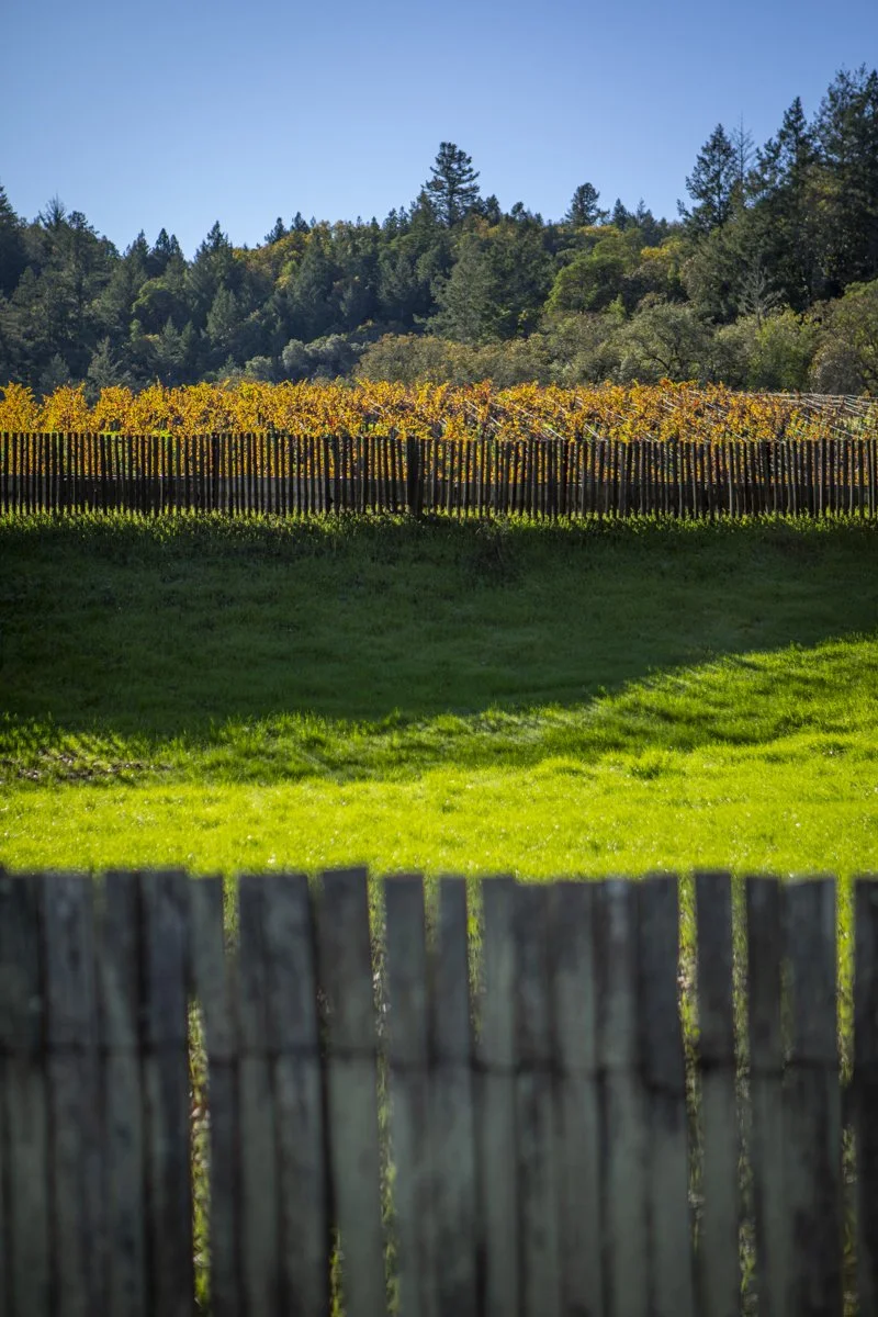 PINE_DQ_DCV_Fall 2025_0003.jpg