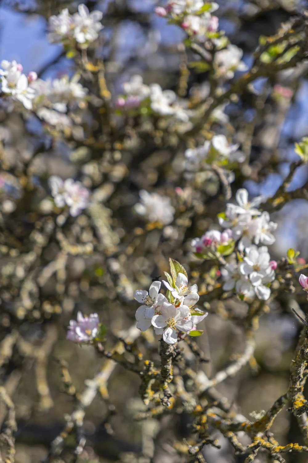 Apple Blossom 1