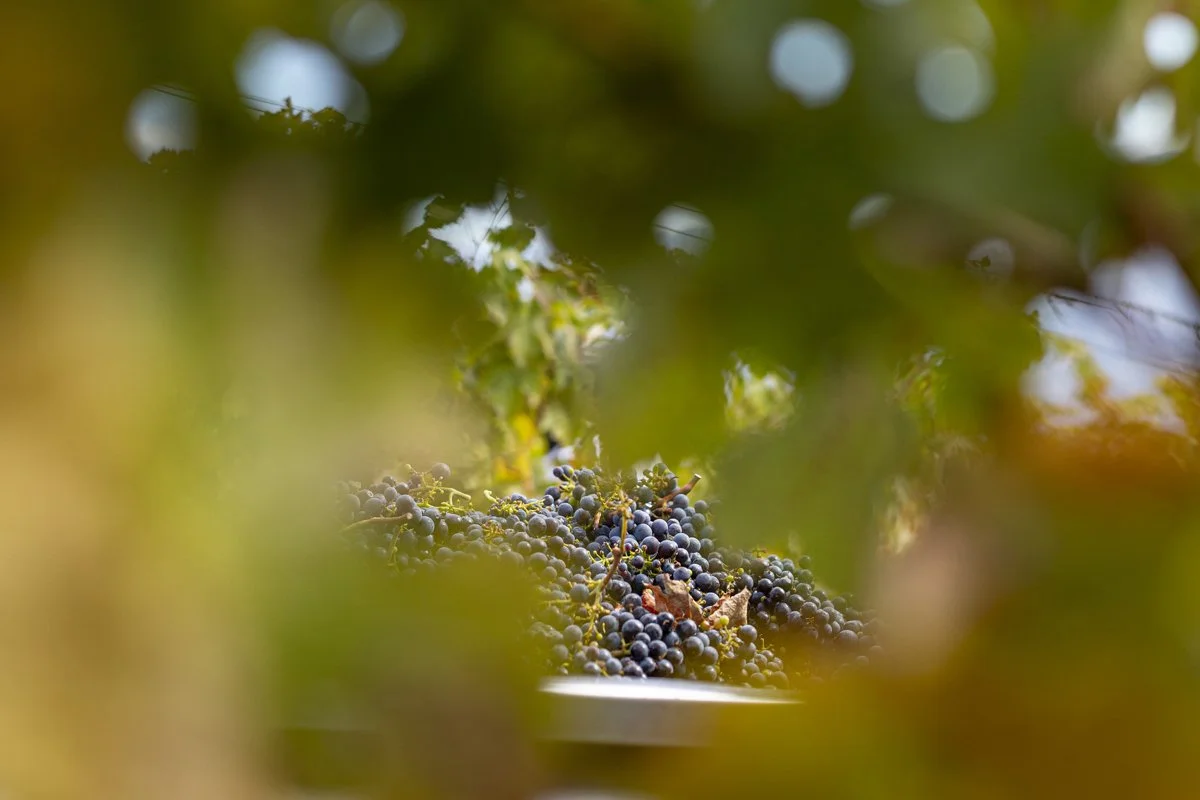 DQP_Legacy Collection_2025_0083.jpg