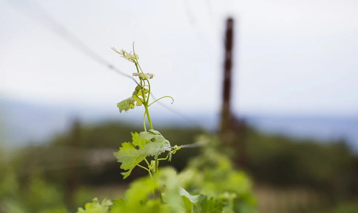 DQP_Legacy Collection_2025_0030.jpg