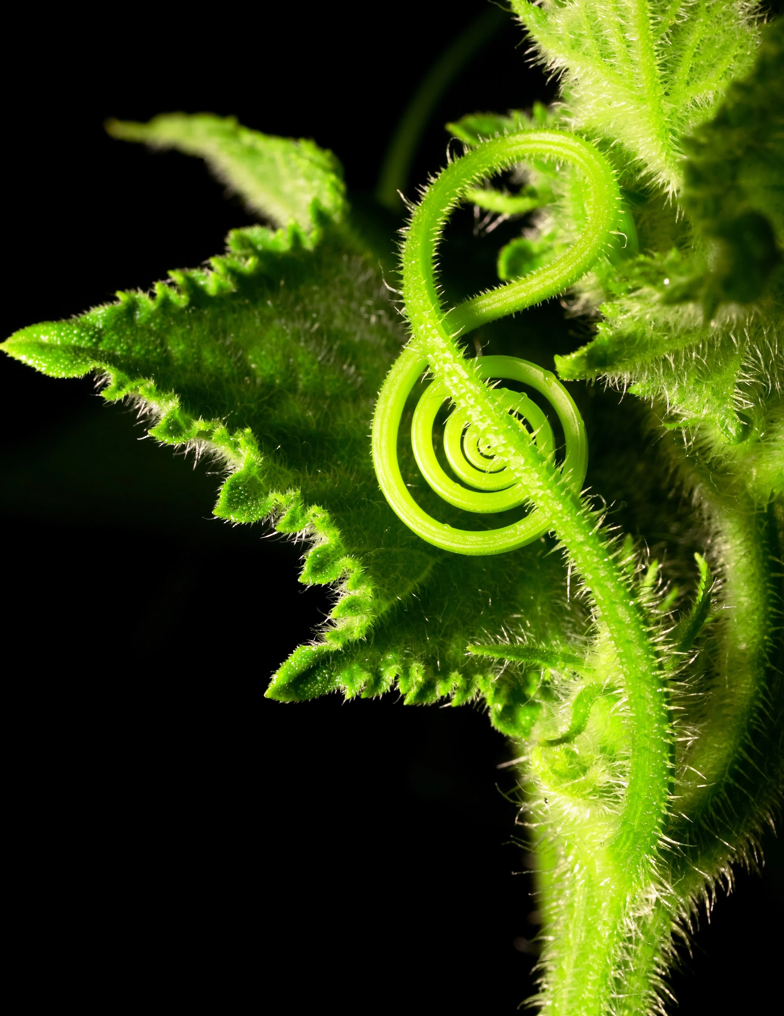 shutterstock_52883266.Treble Clef Earth at Heart.jpg