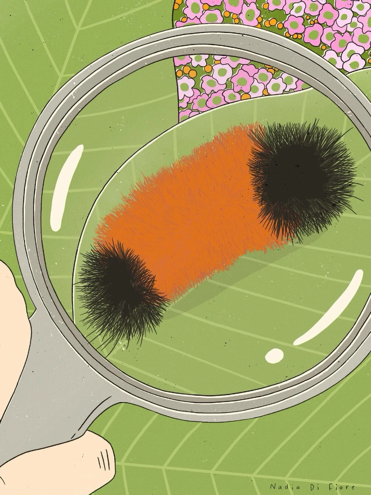 Isabella, la chenille que vous avez failli &eacute;craser. Inspiration glan&eacute;e dans des guides de terrain vintage.
&bull;
Isabella, the caterpillar you nearly stepped on. Inspired by vintage field guides.