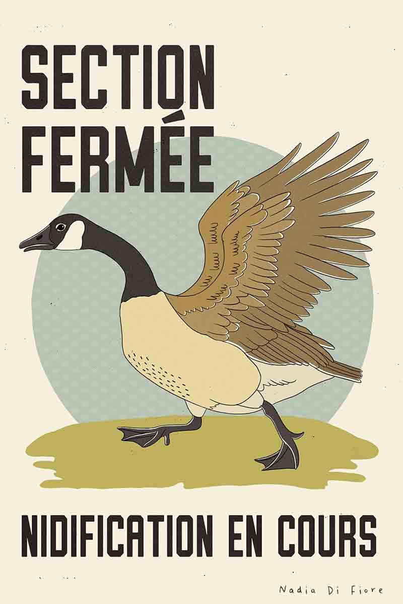 Illustration folklorique contemporaine d'une bernache du Canada aux ailes relevées, debout dans l'herbe, avec un cercle bleu ciel derrière elle et un texte français en gras: «Section fermée. Nidification en cours.» Illustration animalière de Nadia Di Fiore.