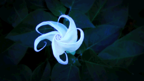 A Dream Reading With Datura