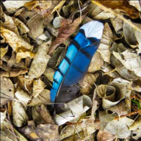 Discovering Meaning in Feathers: A Tale of Mindfulness and Connection