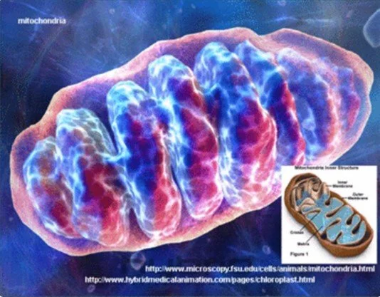 Mitochondria: The Secret to Limitless Energy