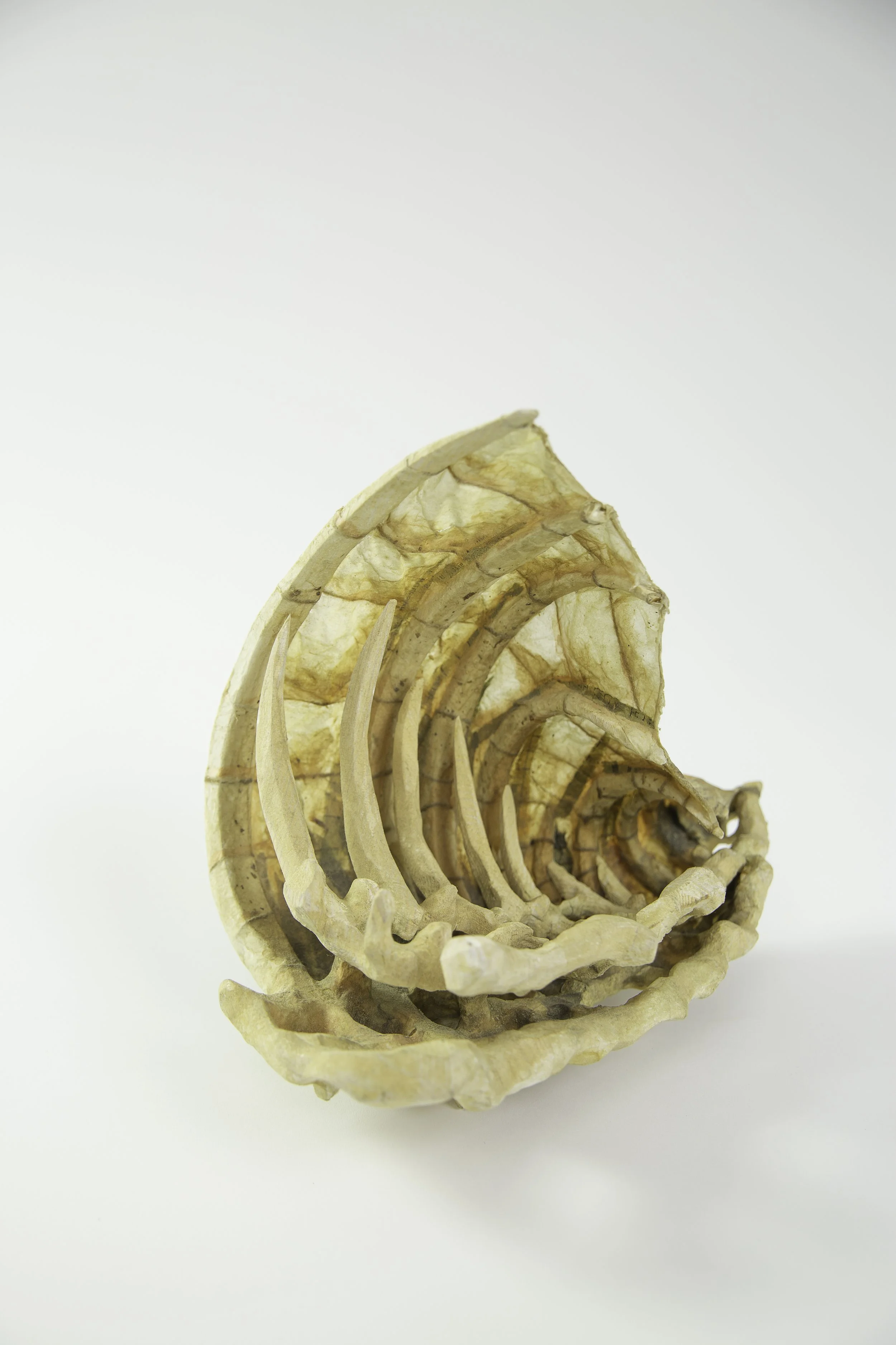 Conch III