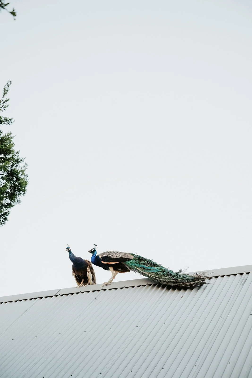 Two peacocks perched on a metal roof, with a tree partially visible on the left and a pale sky in the background.