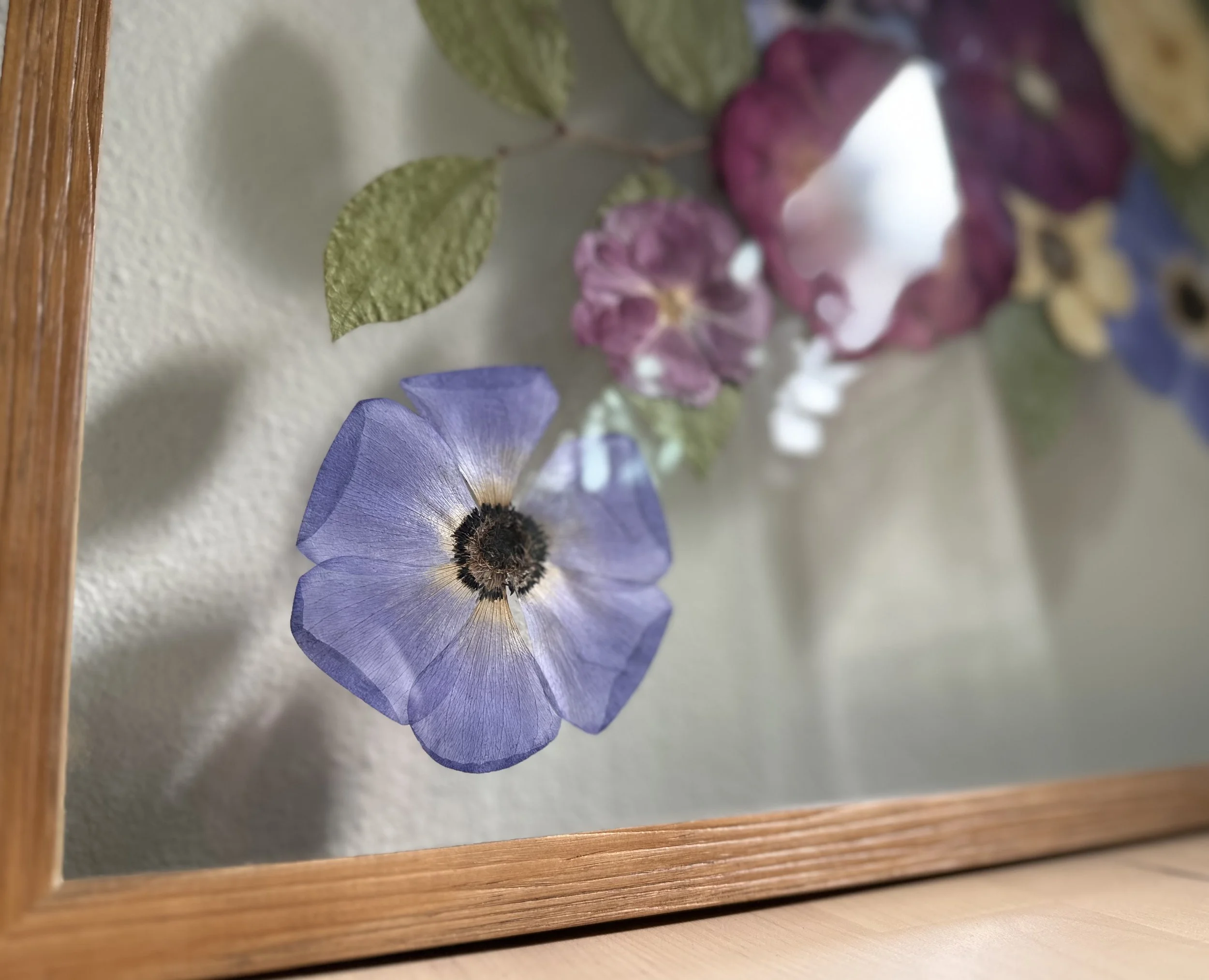 Pressed purple anemone in a pressed floral frame, floating glass style, oak wood frame.
