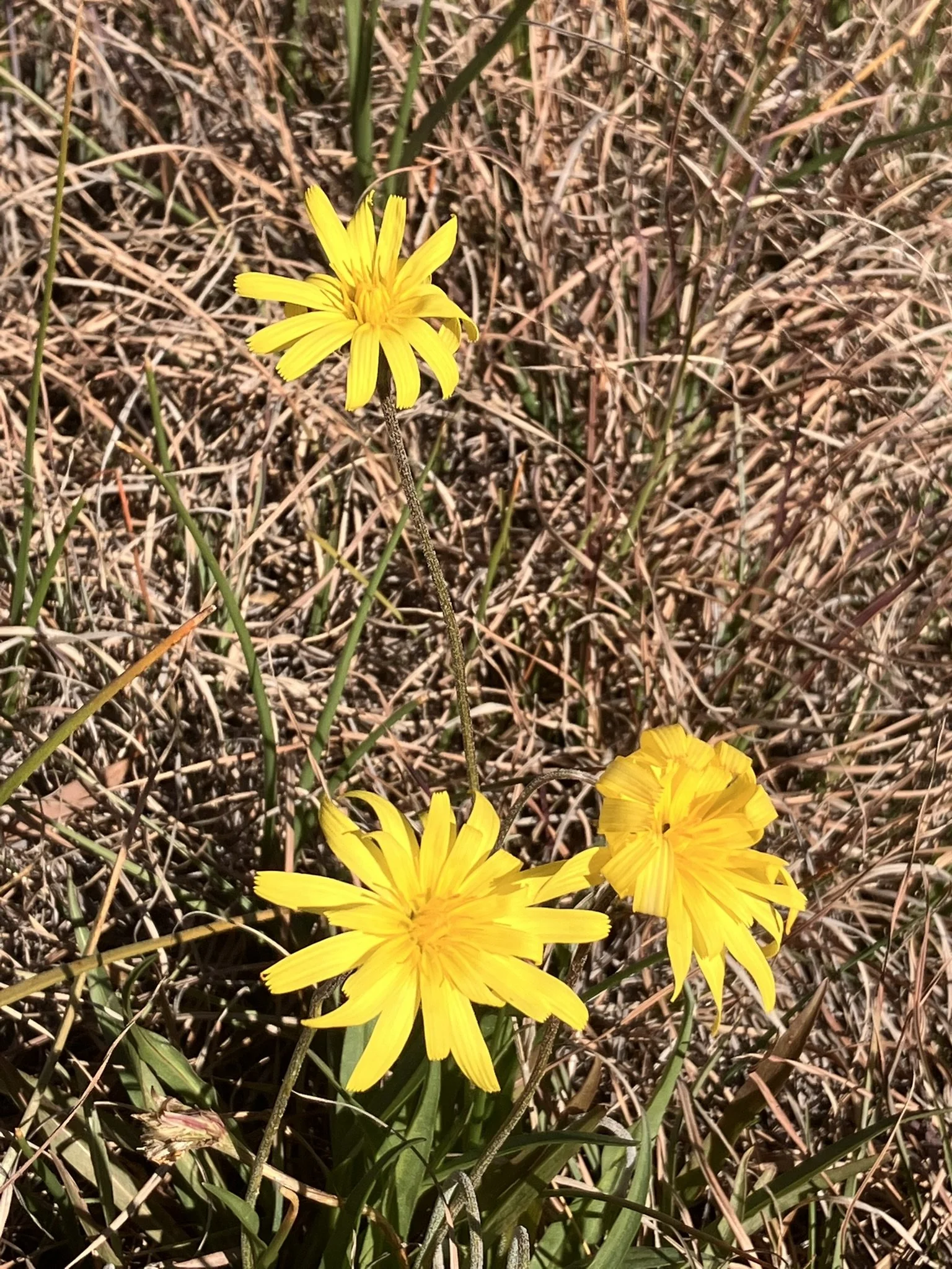 IMG_2525.JPEG