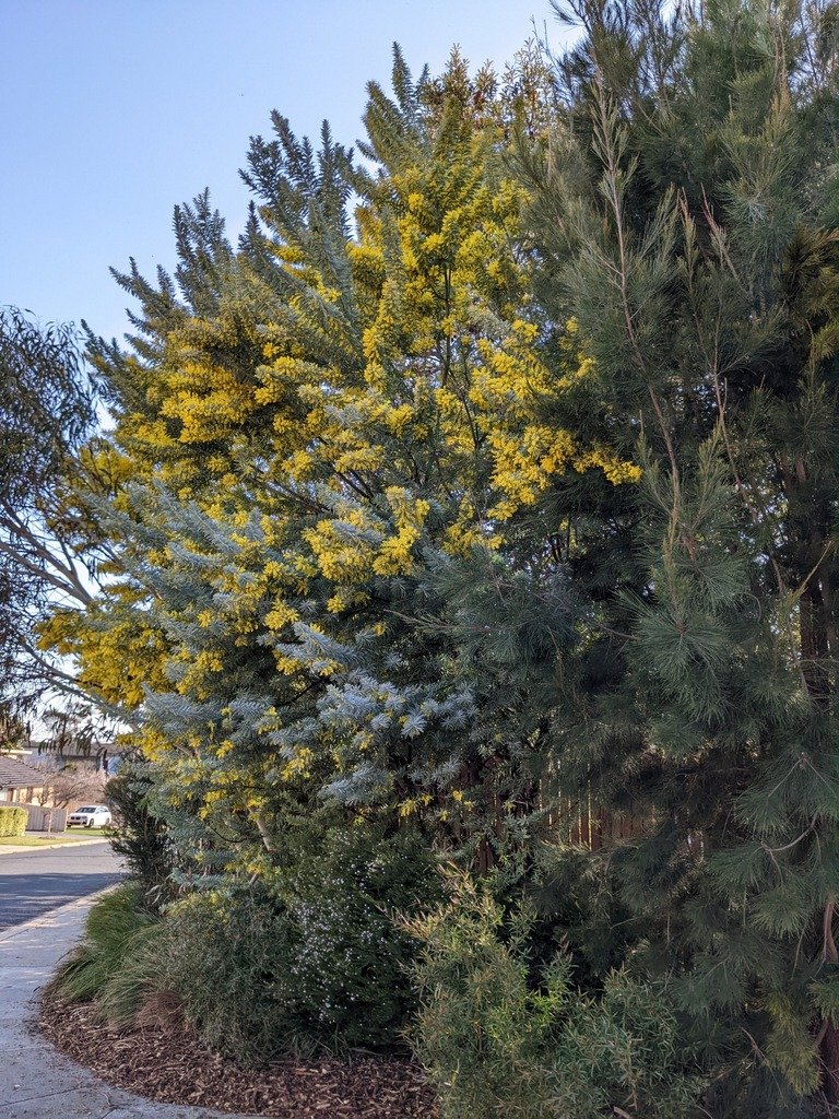 Acacia covenyi - Blue Bush-Queanbeyan garden-H.Hadobas.jpg