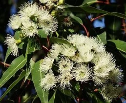 eucalyptus.jpg