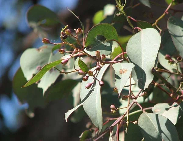 Eucalyptus-polyanthemos-vestita-foliage firth park.jpg