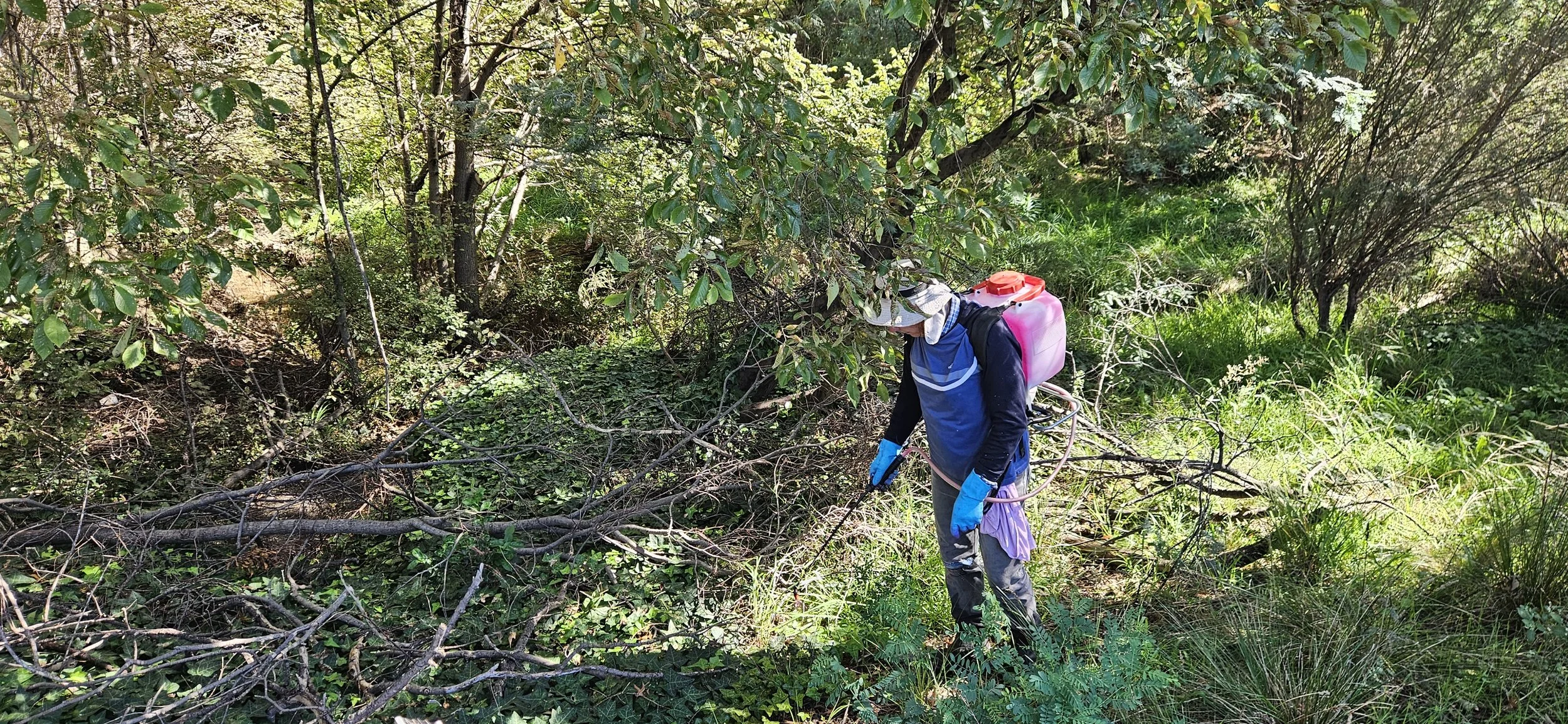 Tom spraying ivy.jpg