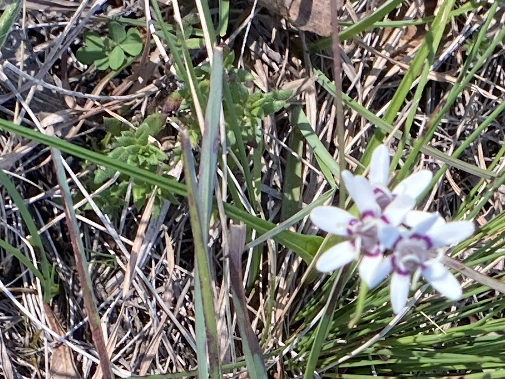 IMG_0267.JPEG