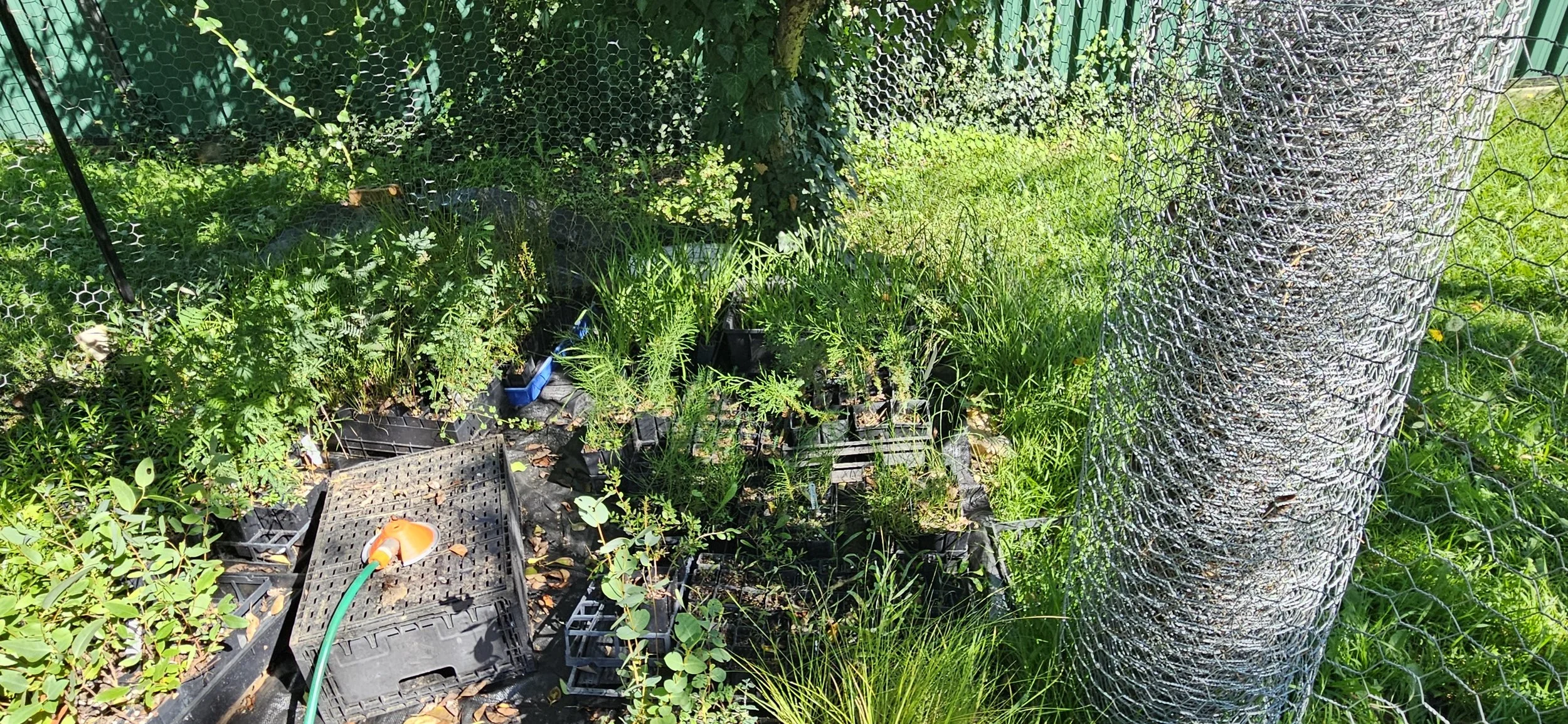 Locally sourced seed propagated by Les & Tom 2.jpg