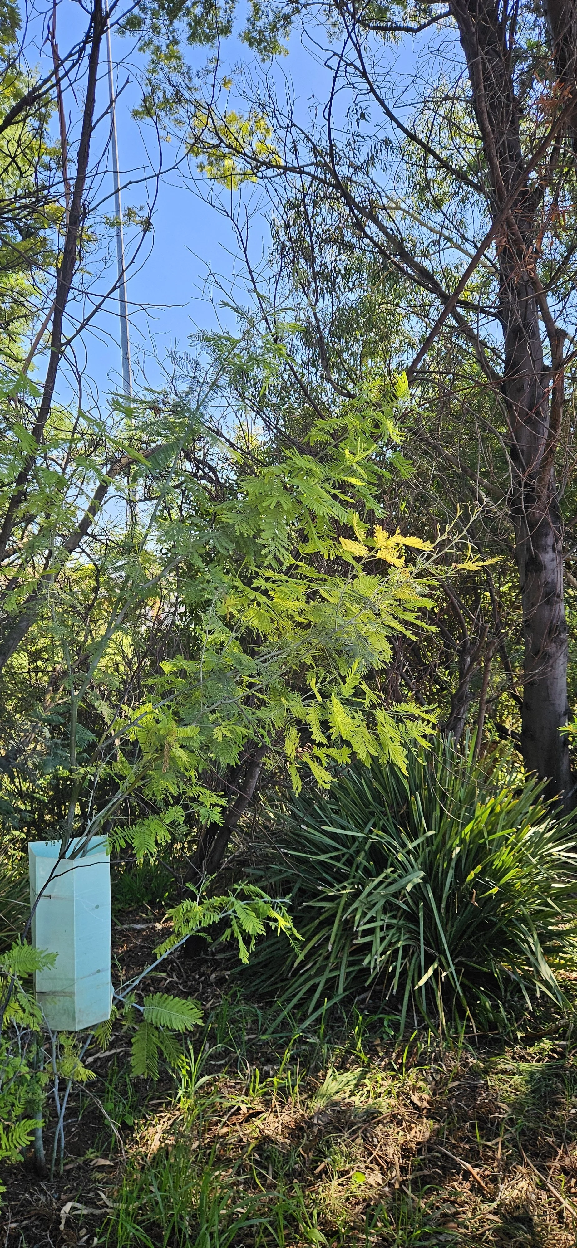Acacia & Lomandra.jpg