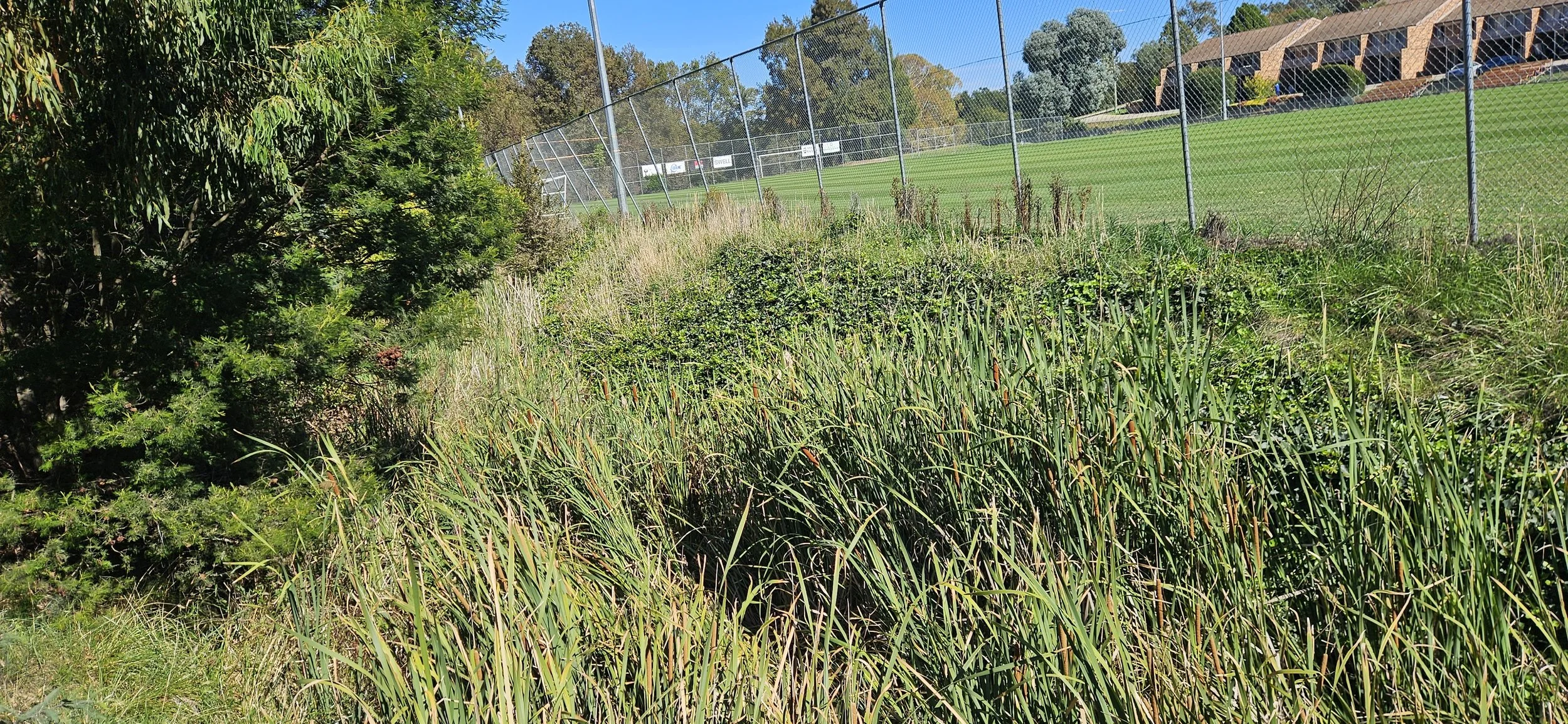 Cumbungi and Phragmites along creek.jpg