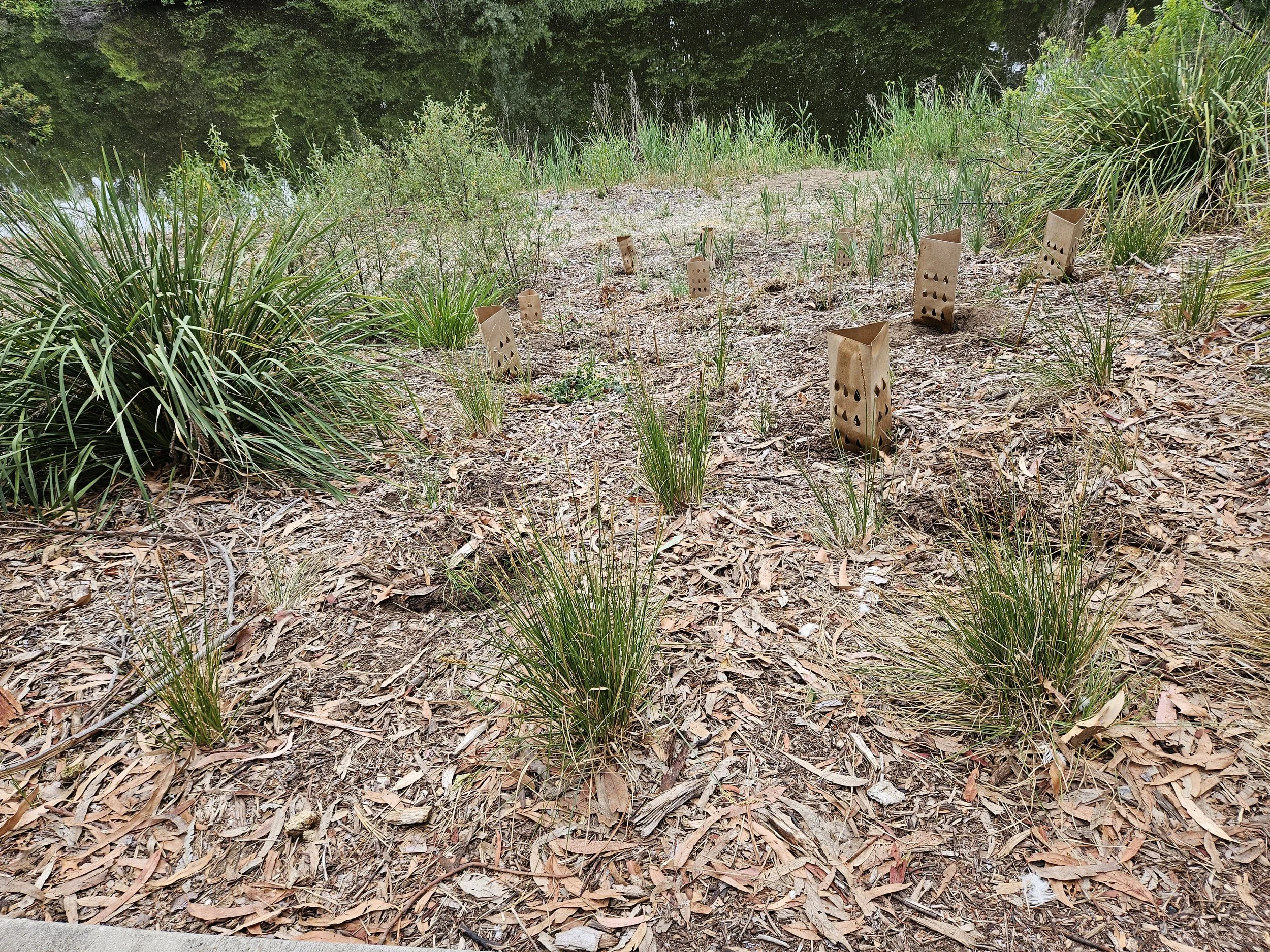 New Plantings undertaken by Queanbeyan Landcare at the Outdoor Classroom on Queanbeyan River
