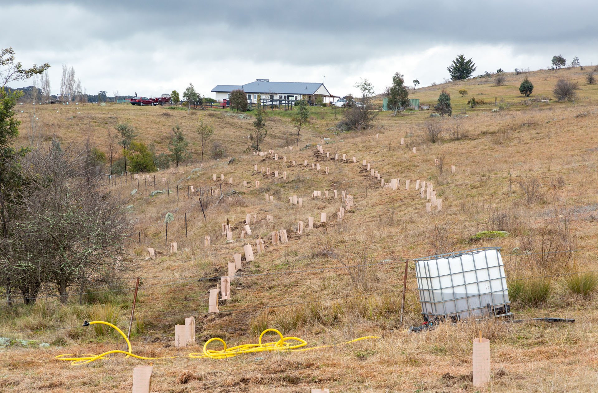 20210801 Queanbeyan Landcare - tree planting-51.jpg