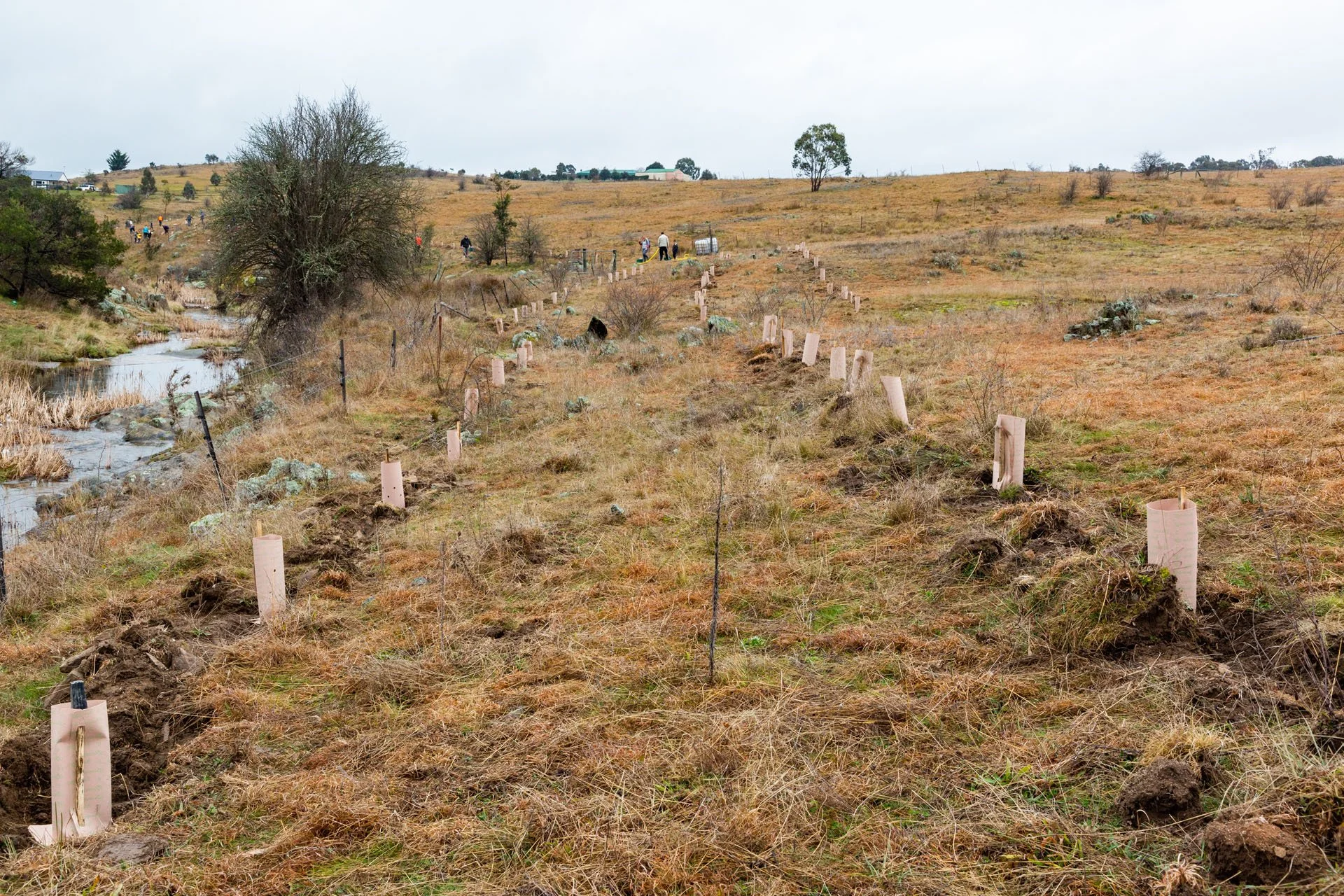 20210801 Queanbeyan Landcare - tree planting-31.jpg