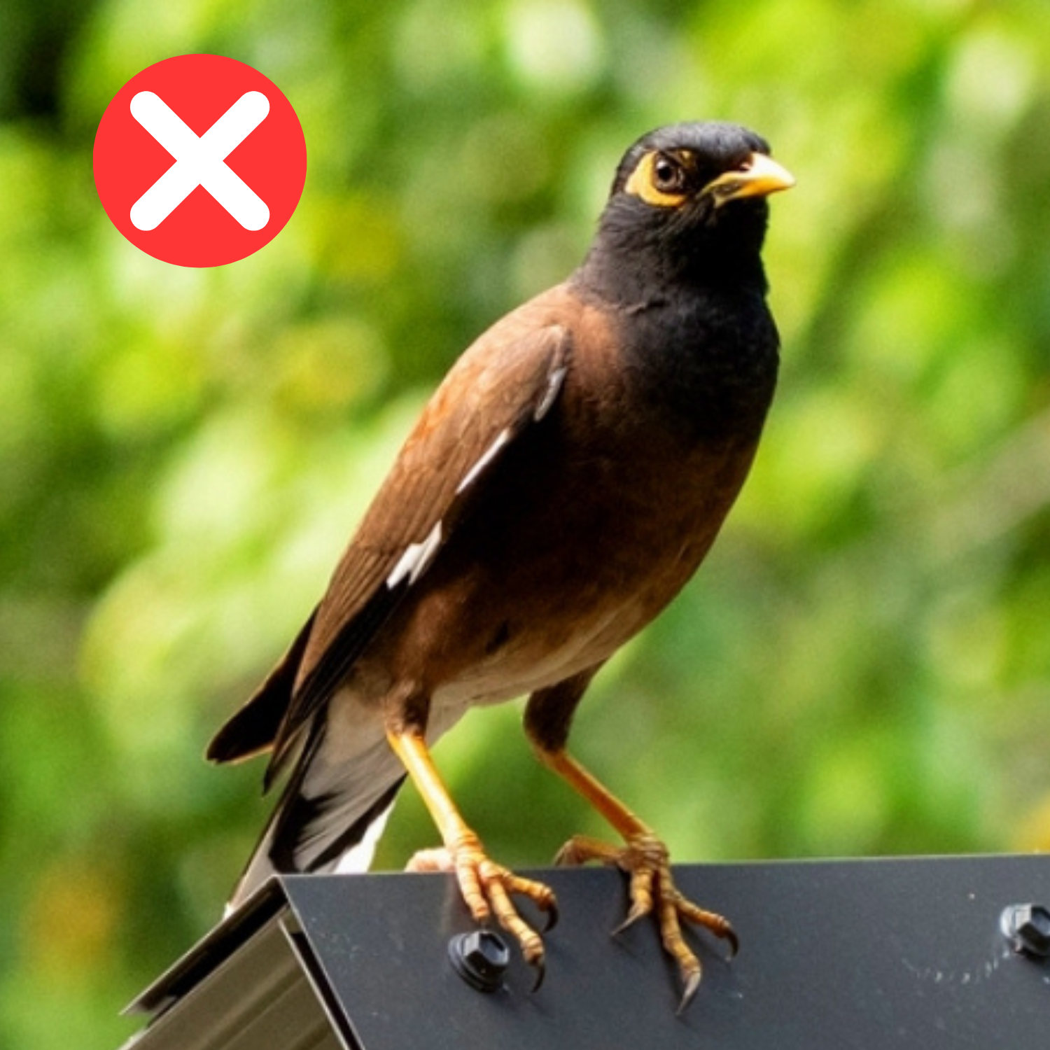 Myna Flying Indian Myna Birds — Queanbeyan Landcare