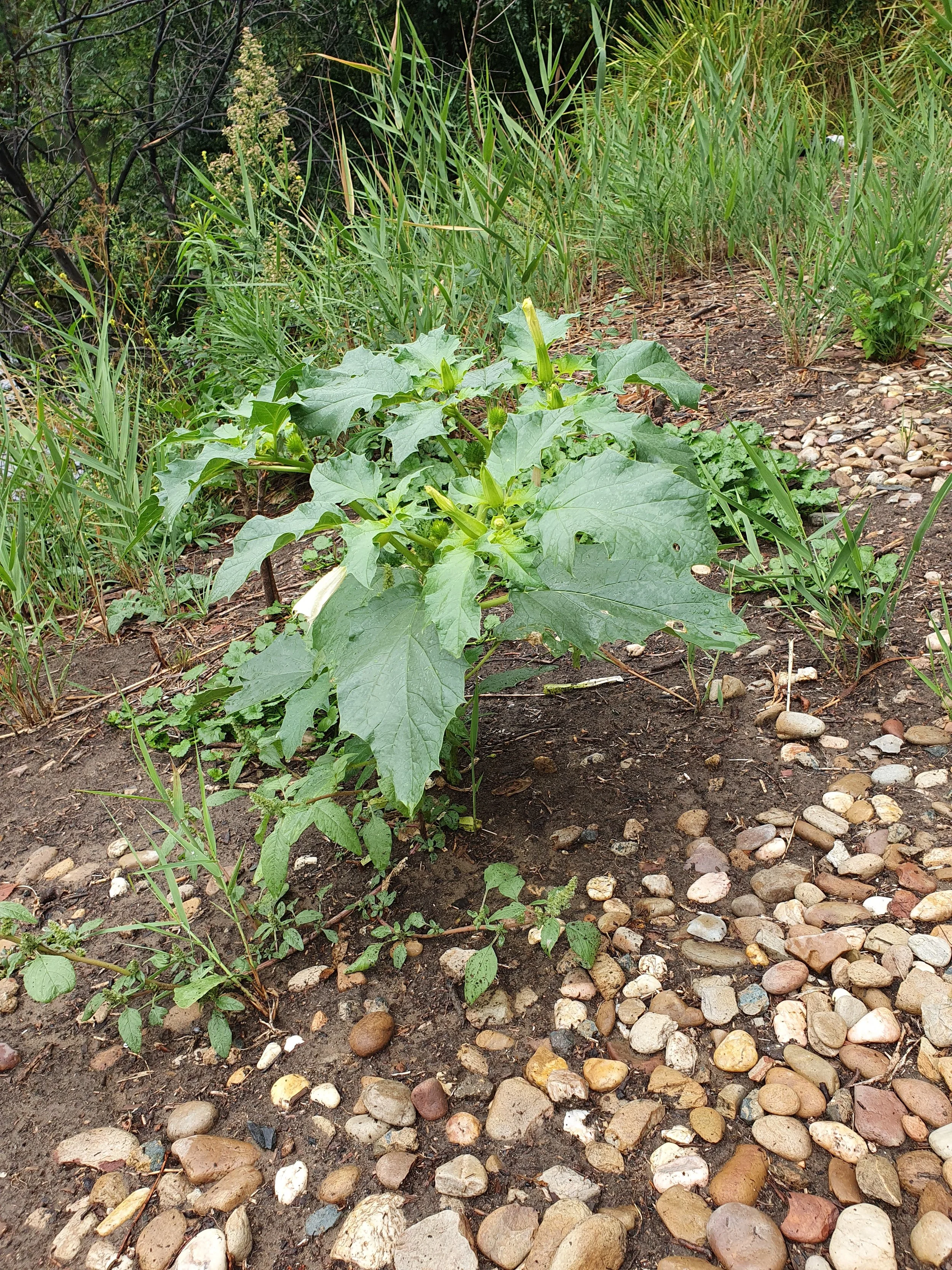 Datura.jpg