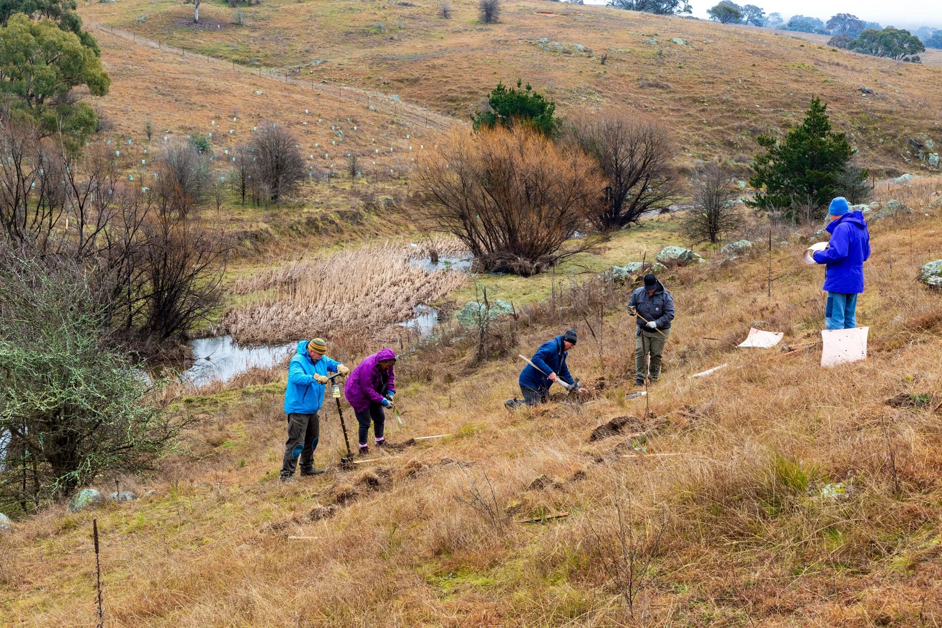 20210801 Queanbeyan Landcare - tree planting-16.jpg