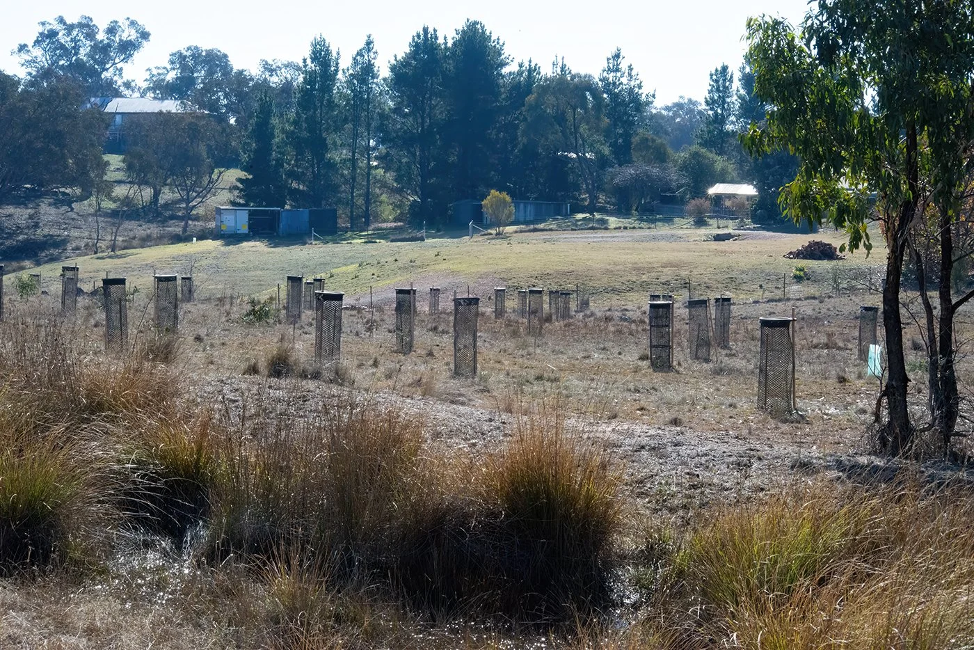 Guards 5_DSC5408.jpg