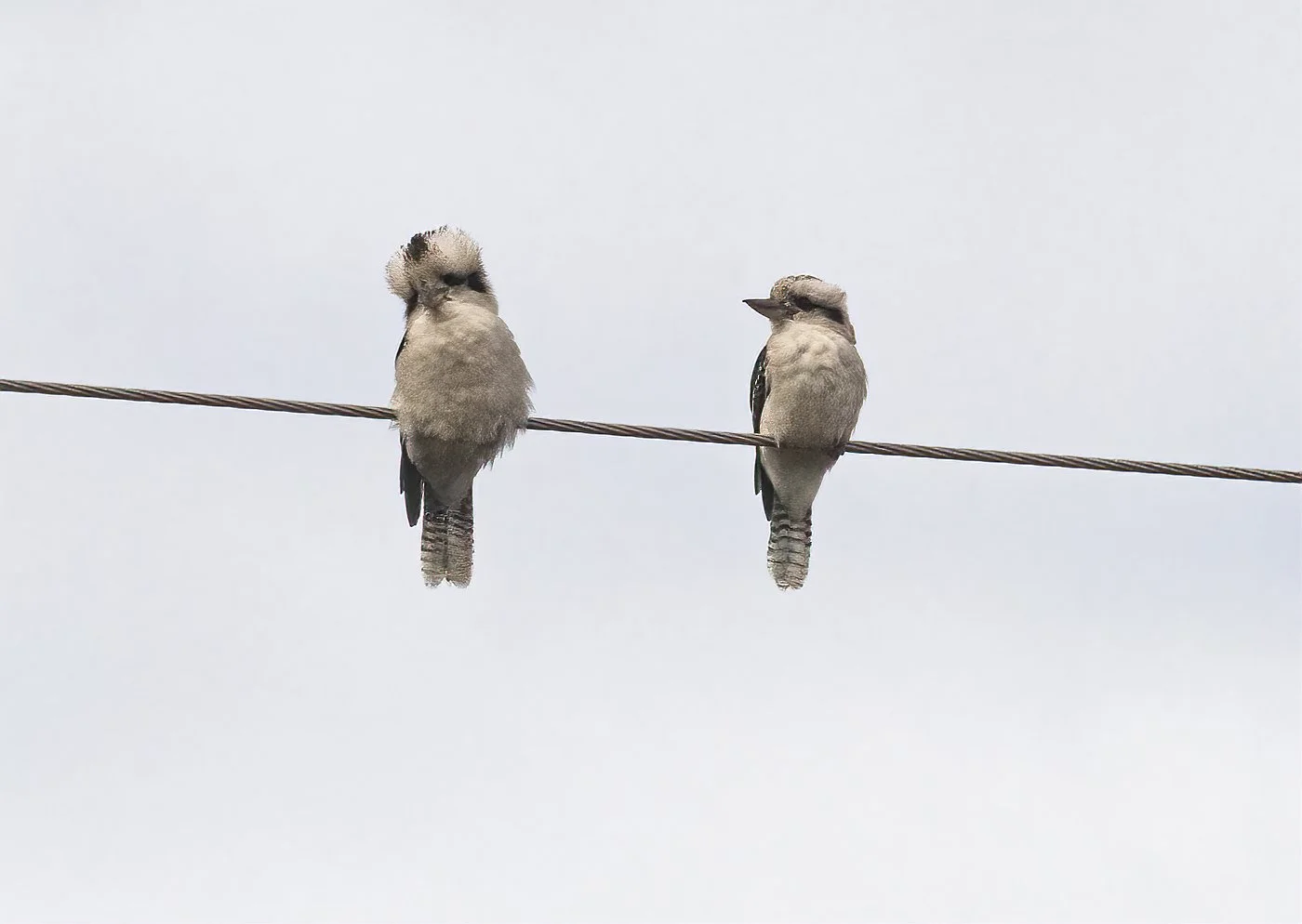 Kookaburras.jpg