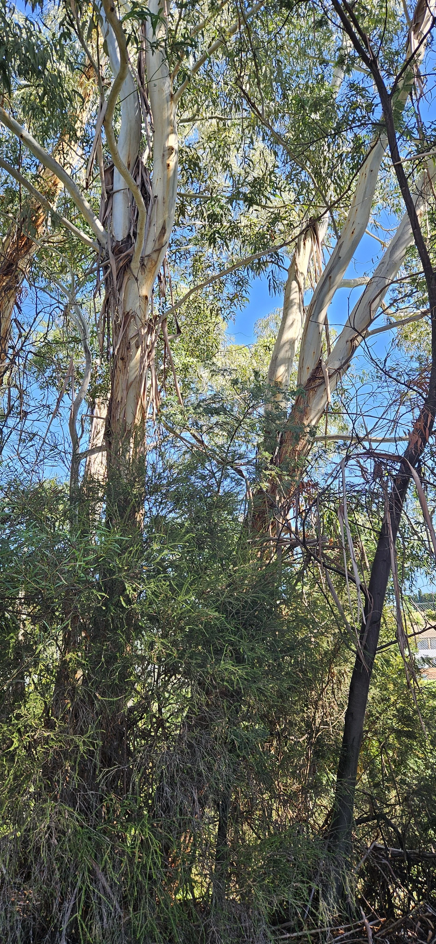 Eucalyptus viminalis planted at the 2014 NTD event.jpg