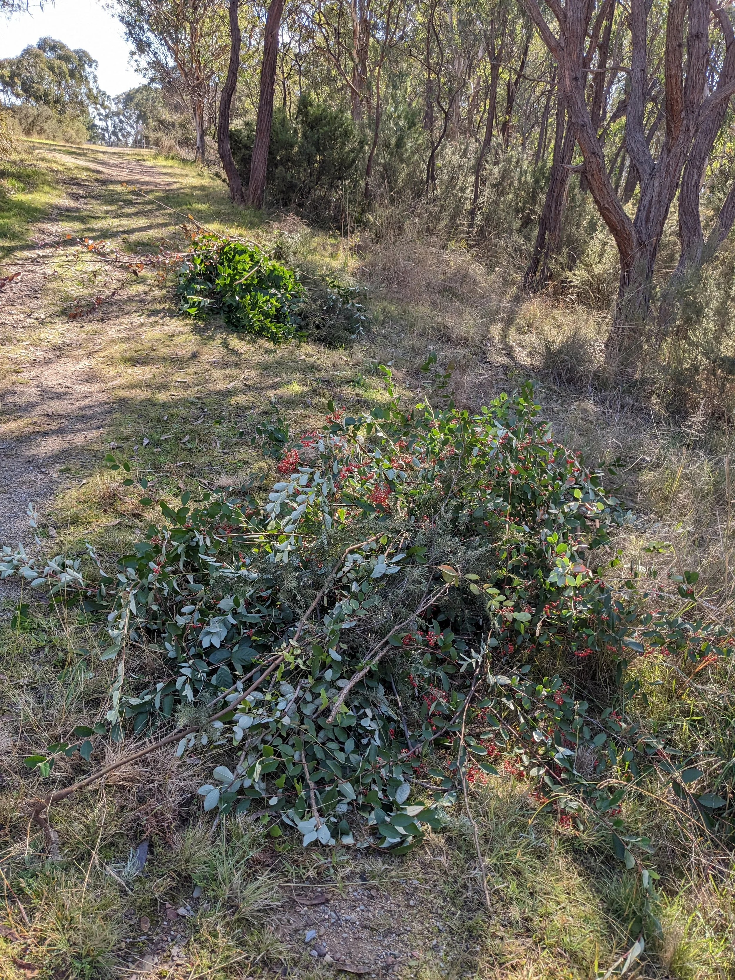 Piles at BcP April 2023.jpg
