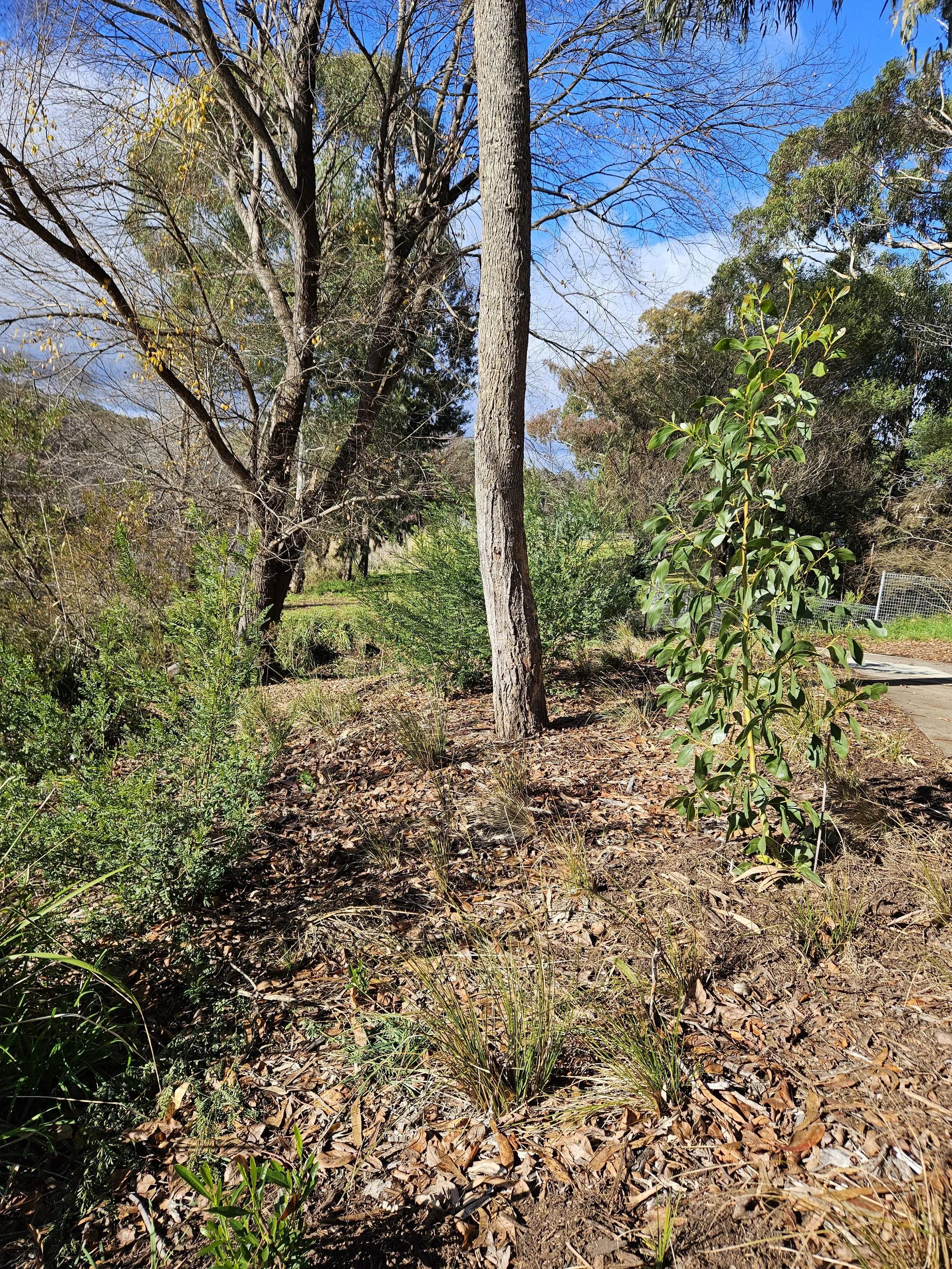 Plantings thriving at the Outdoor Classroom