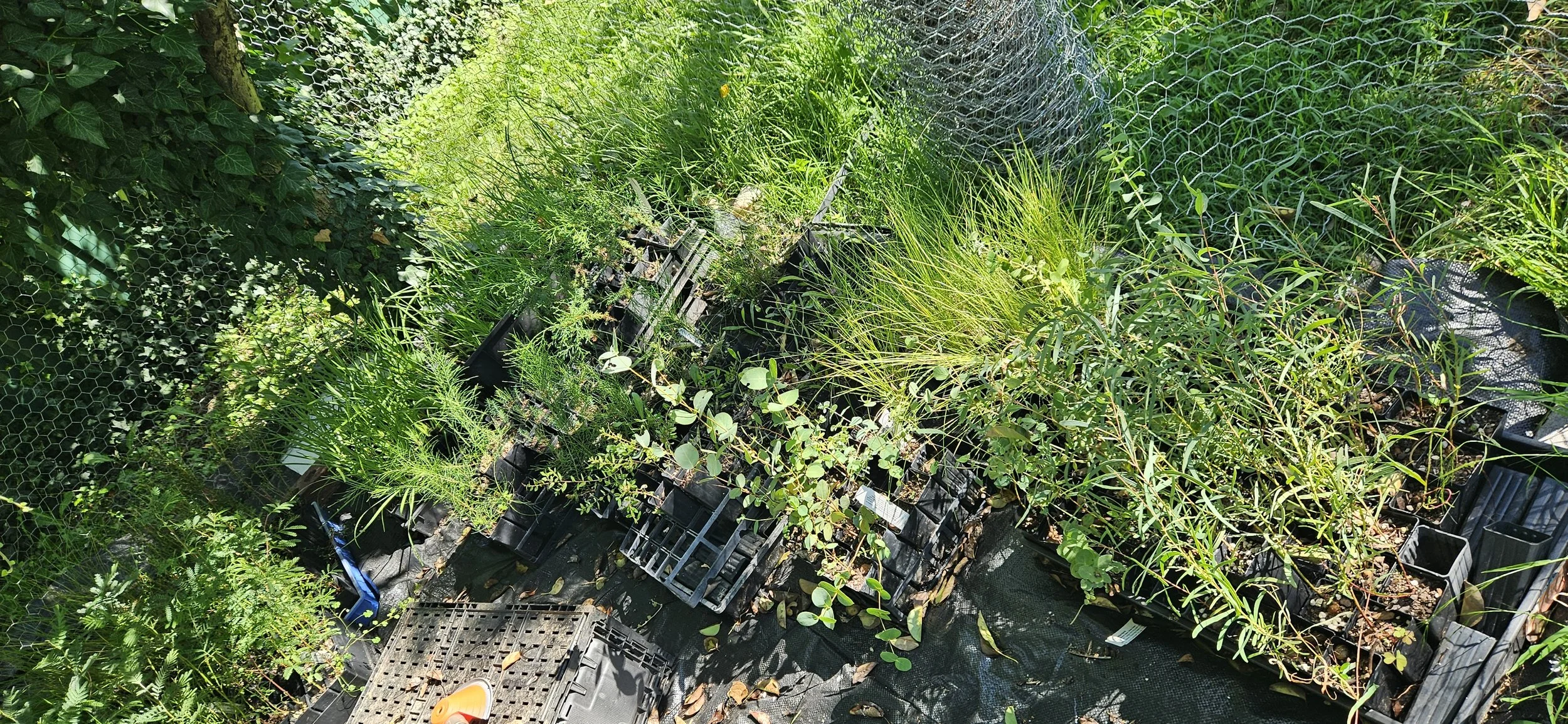 Locally sourced seed propagated by Les & Tom 3.jpg