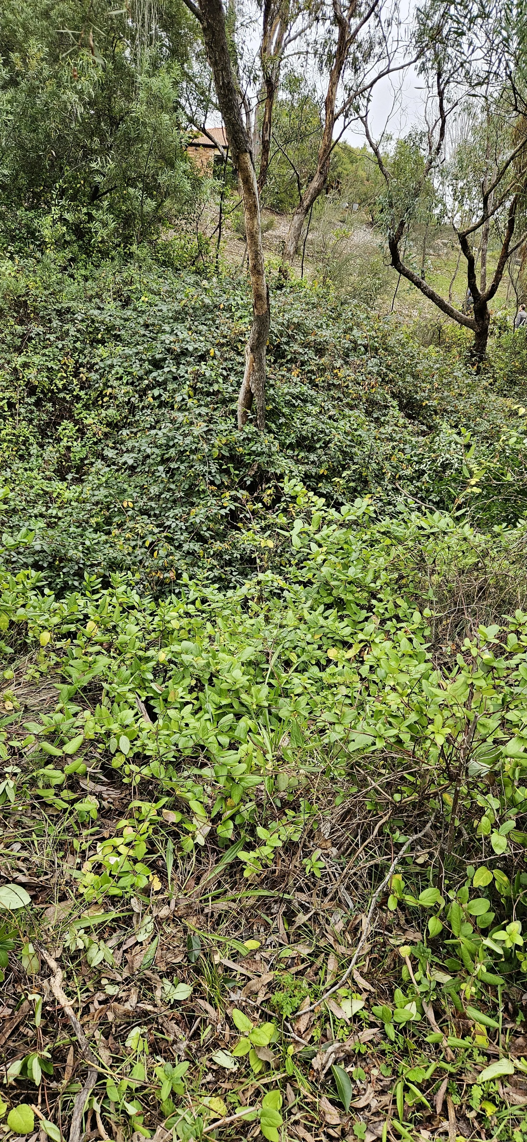 A dense cover of Blackberry & Honeysuckle.jpg