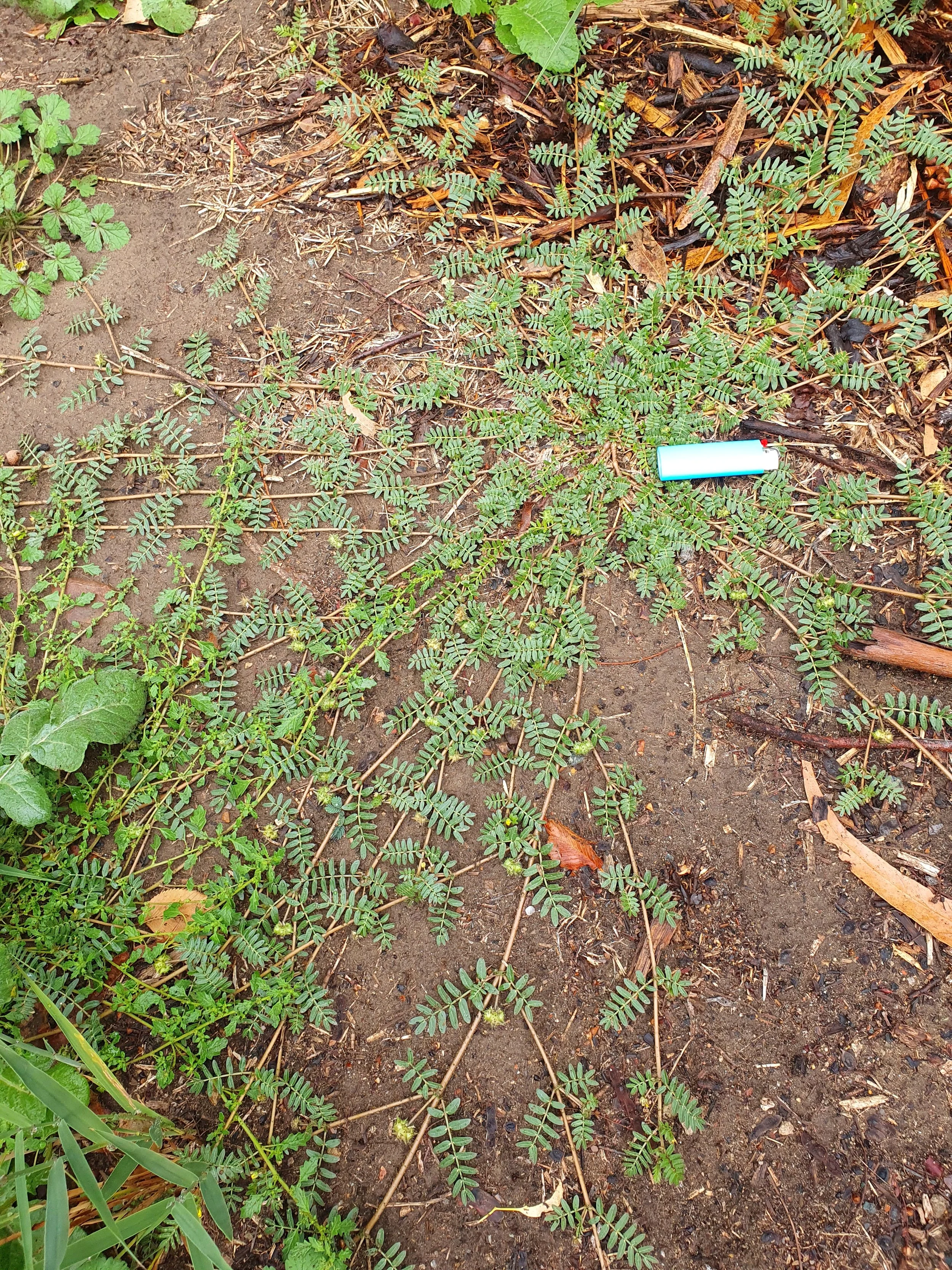 Caltrop and lighter.jpg