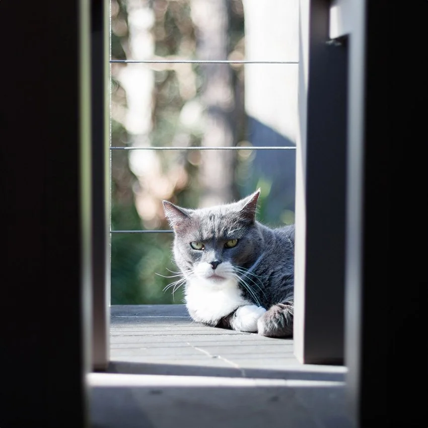 Cat Containment — Queanbeyan Landcare