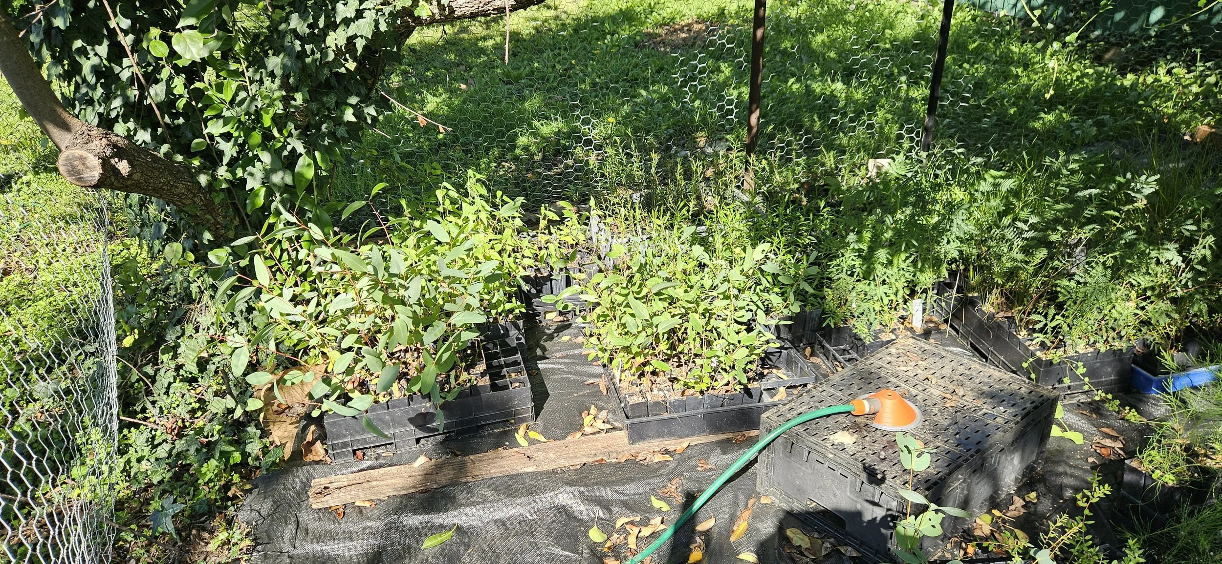Locally sourced seed propagated by Les & Tom.jpg