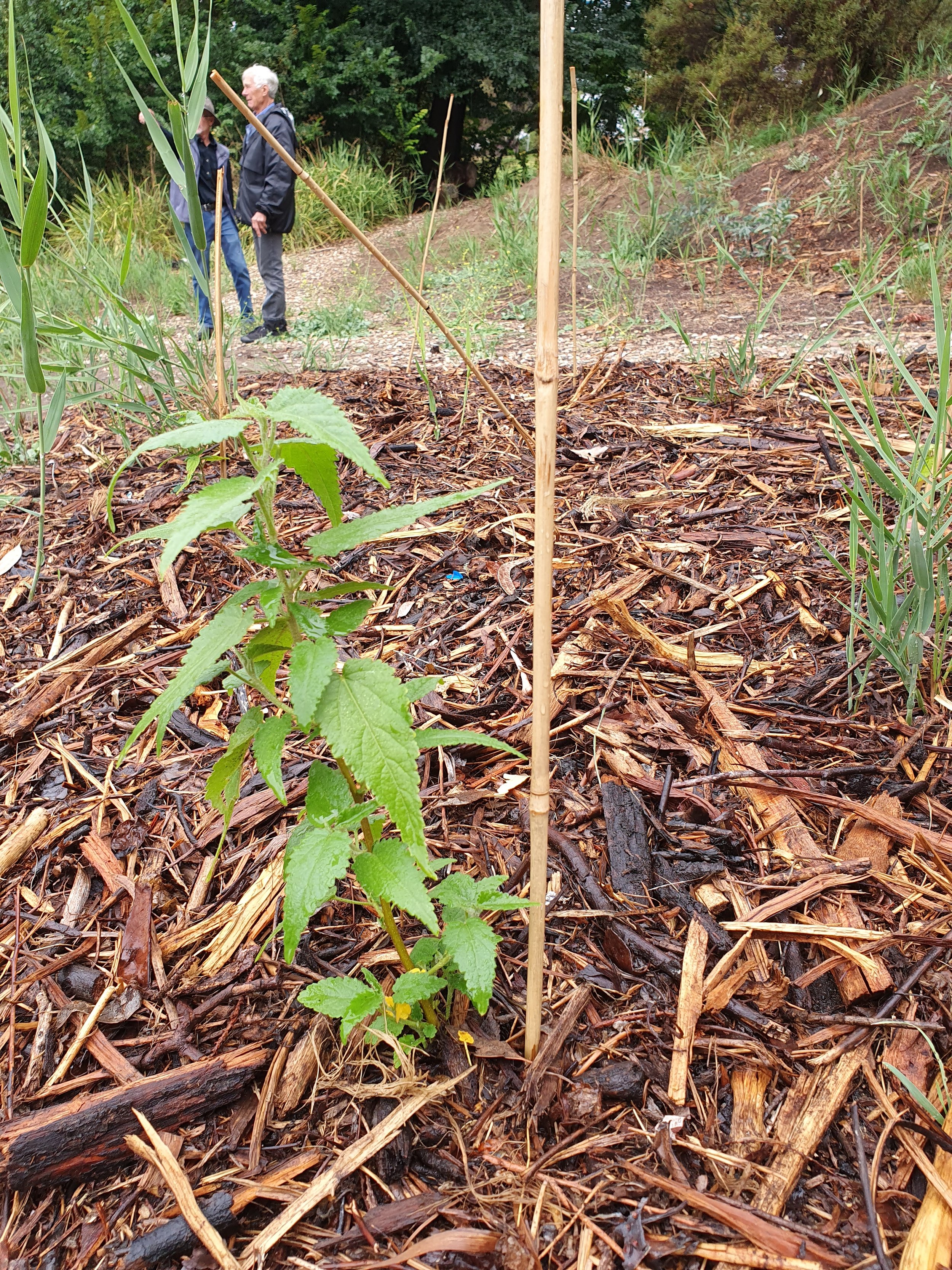 23 March 23 River hemp.jpg