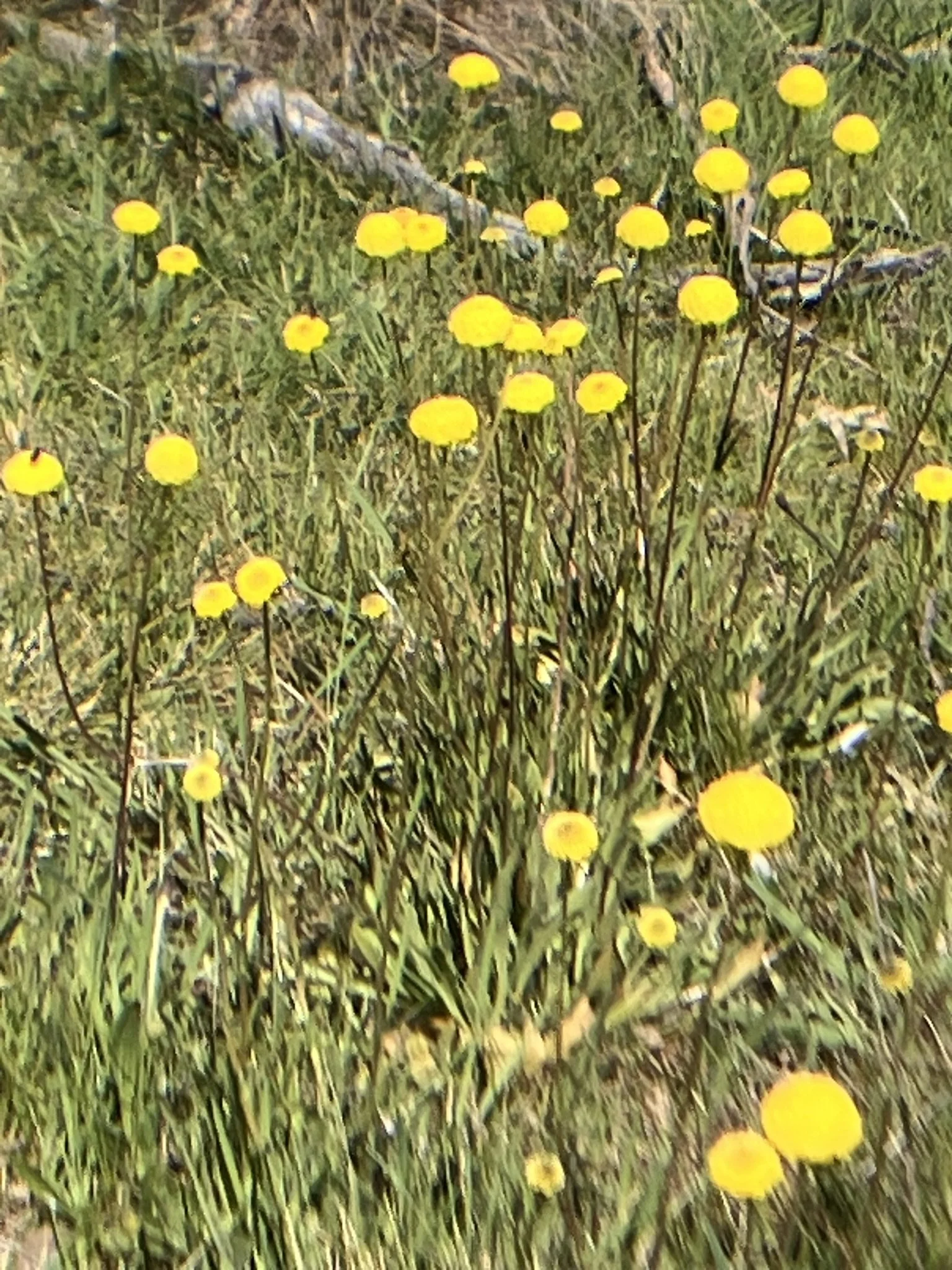 IMG_2565.JPEG